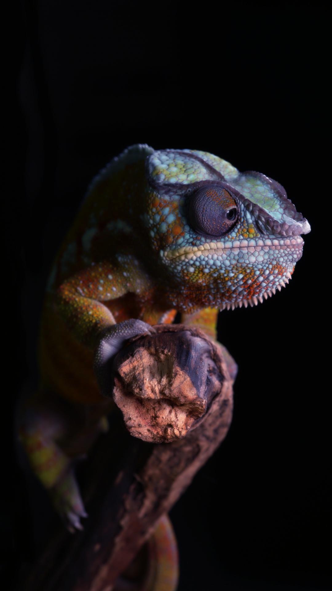 Обои хамелеоны, леопардовый геккон, геккон, игуаны, iguania в разрешении 1080x1920