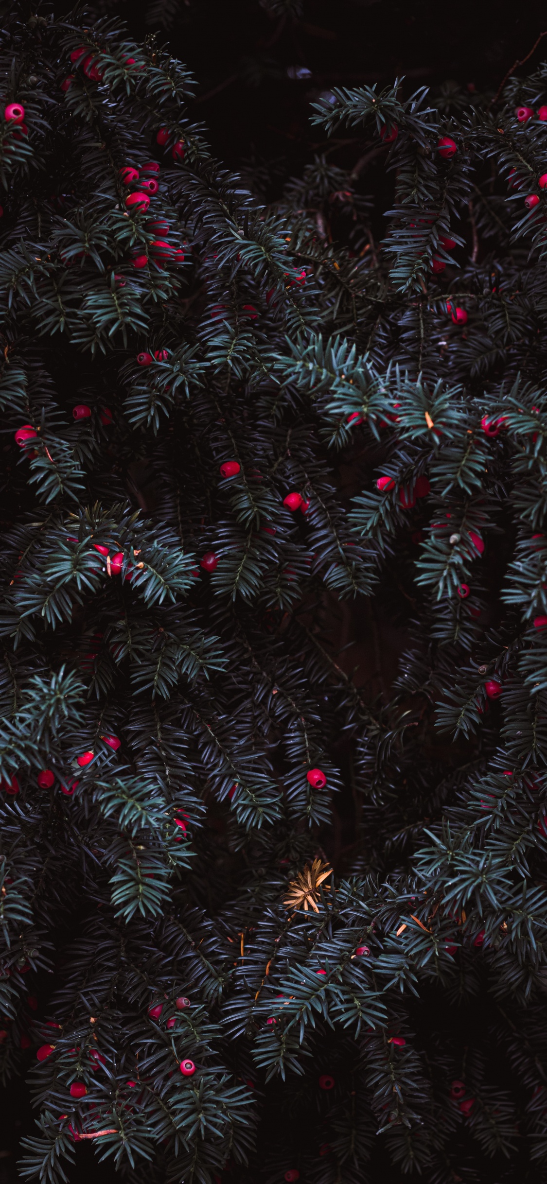 Обои прут, розовый, рассада, узор, черный в разрешении 1125x2436