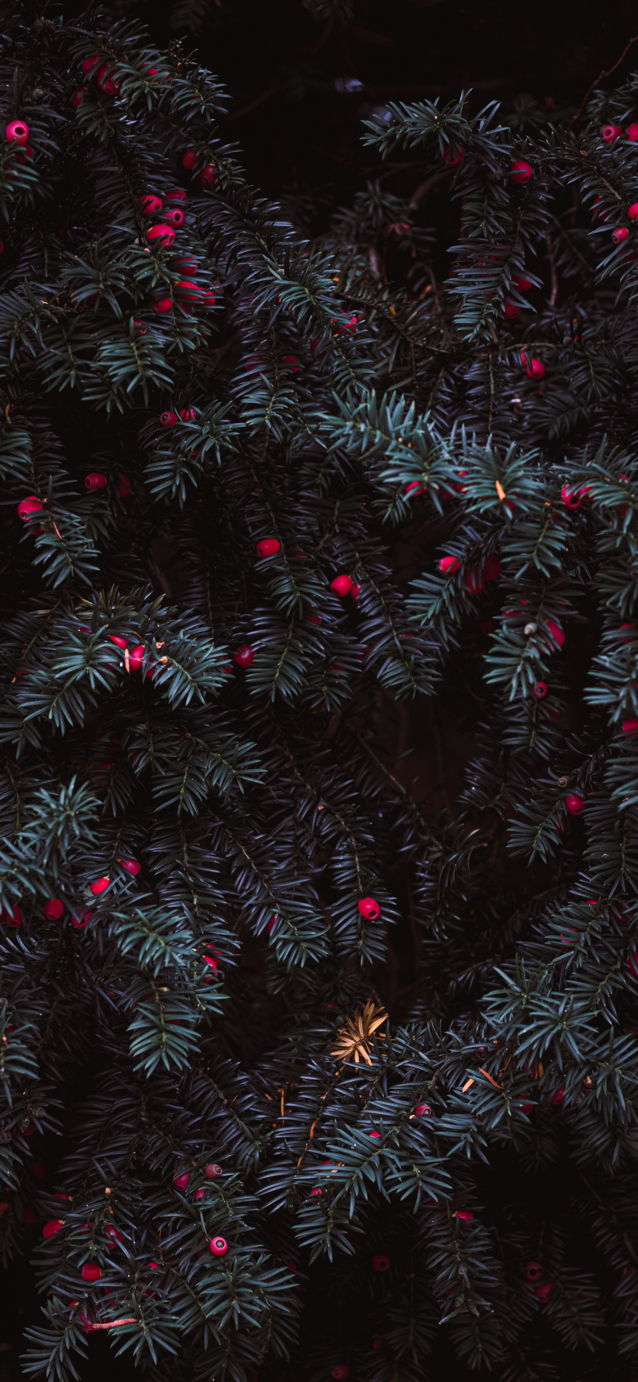 Обои прут, розовый, рассада, узор, черный в разрешении 1242x2688