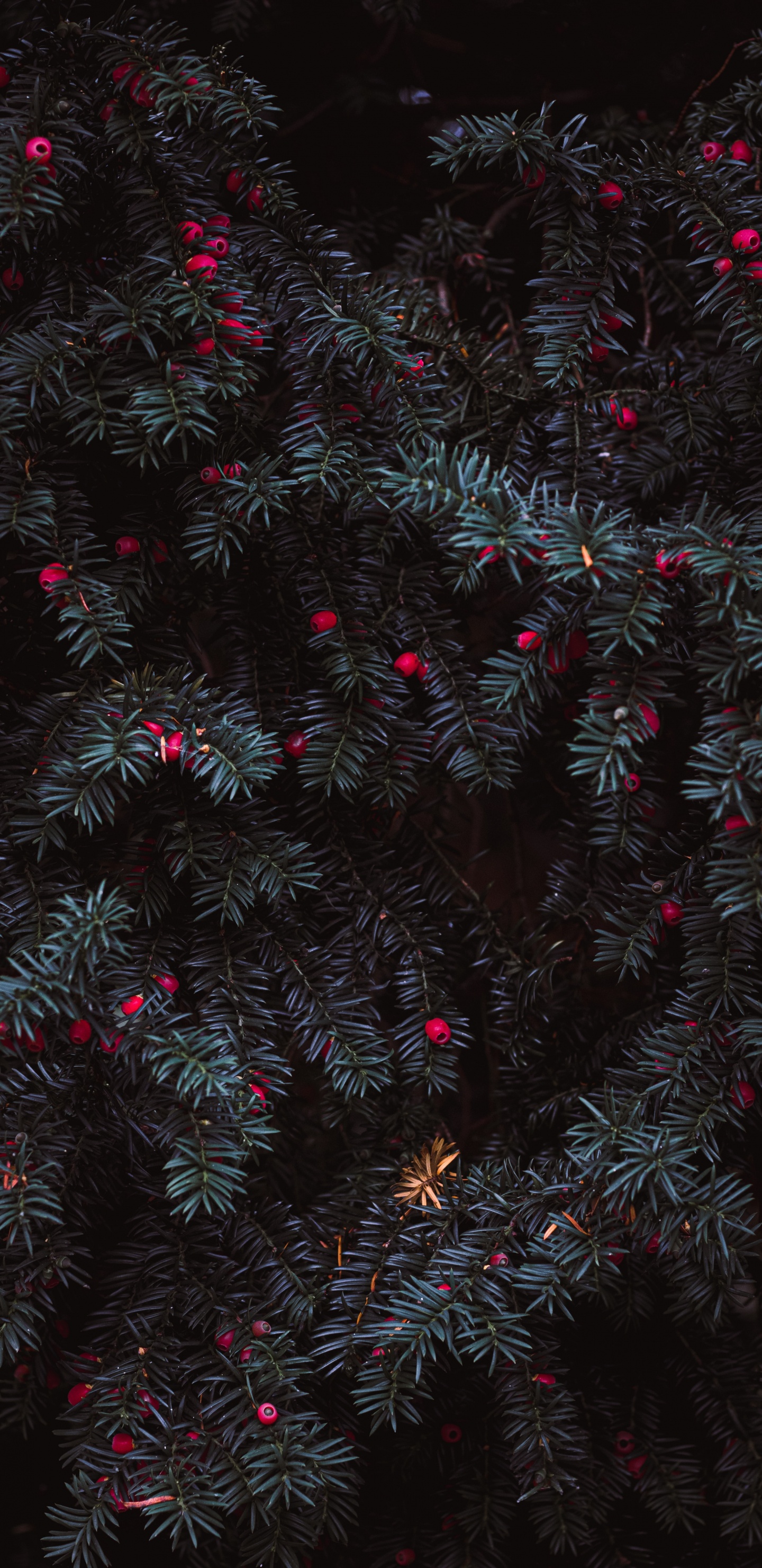 Обои прут, розовый, рассада, узор, черный в разрешении 1440x2960