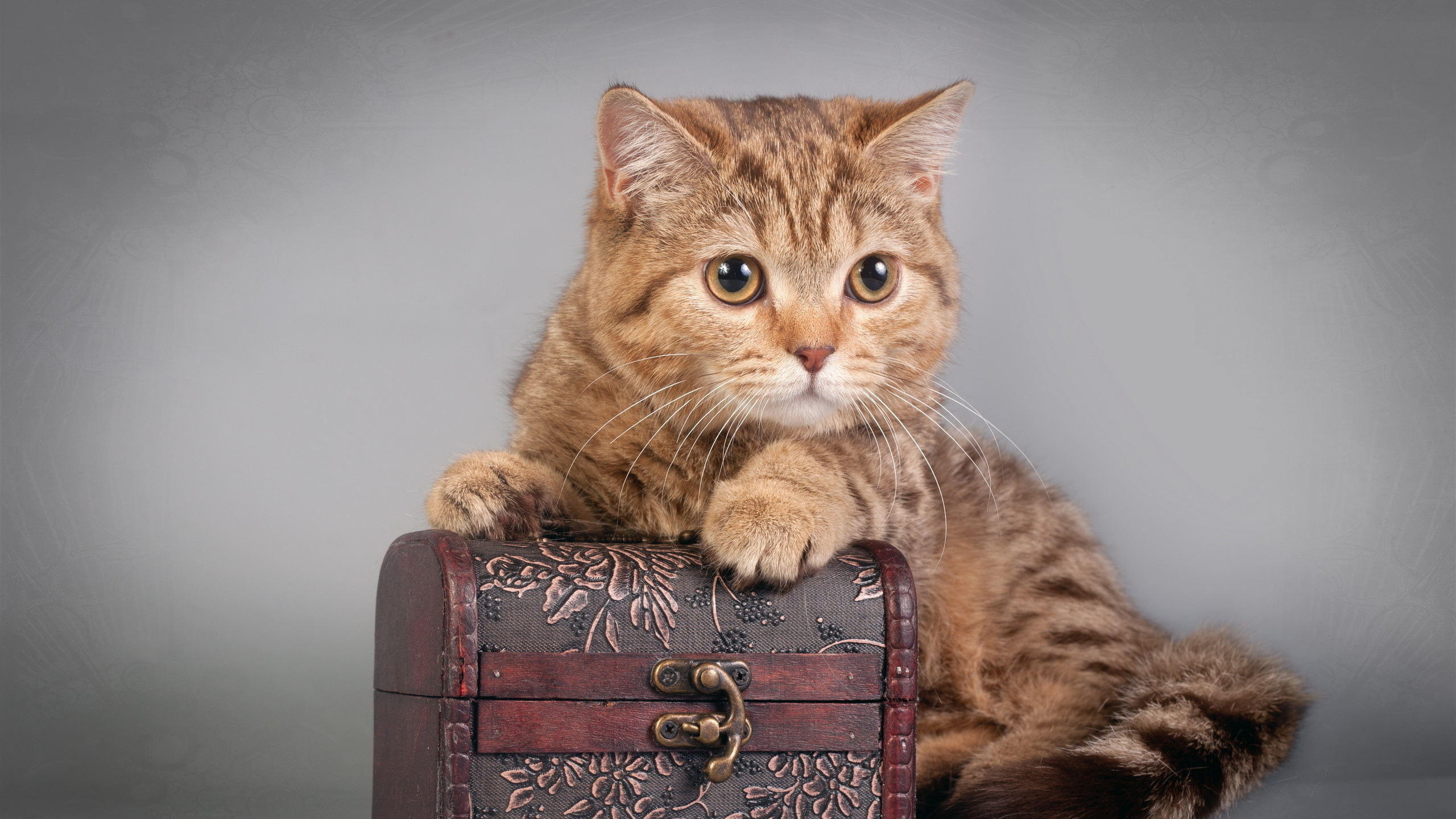 Обои кот, котенок, полосатый кот, бакенбарды, европейская короткошерстная в разрешении 2560x1440