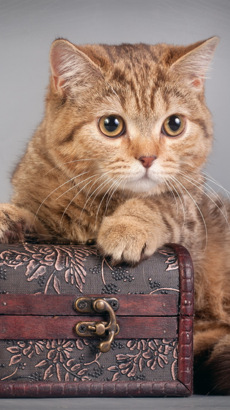 Обои кот, котенок, полосатый кот, бакенбарды, европейская короткошерстная в разрешении 750x1334