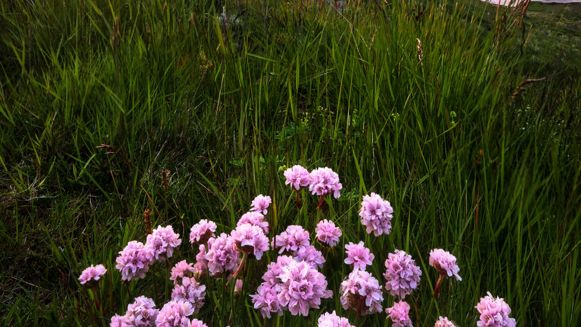 Обои полевой цветок, визуальное искусство, живопись, цветок, растение в разрешении 1920x1080