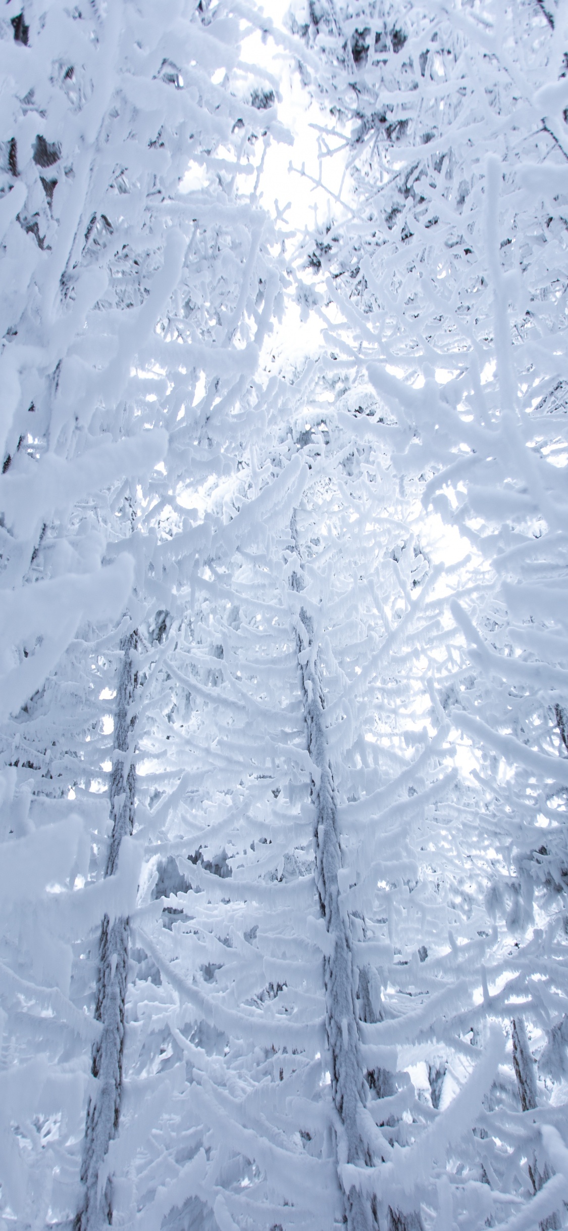 Обои снег, зима, замораживание, мороз, лед в разрешении 1125x2436