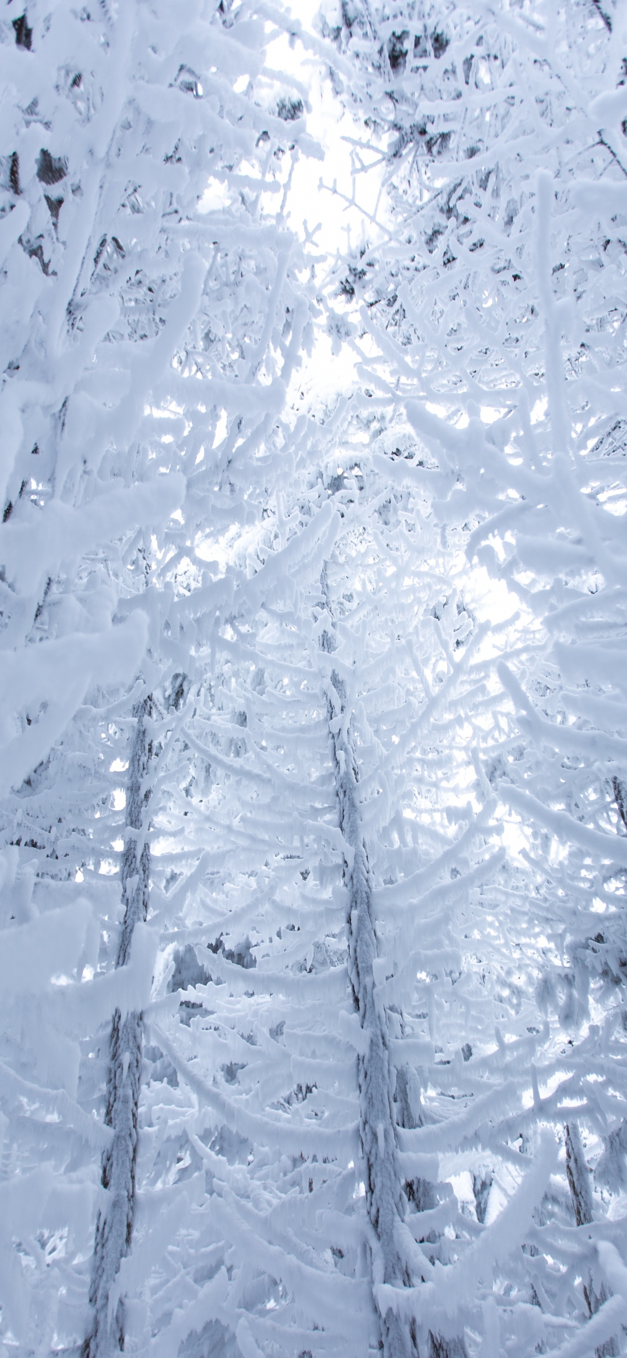 Обои снег, зима, замораживание, мороз, лед в разрешении 1242x2688