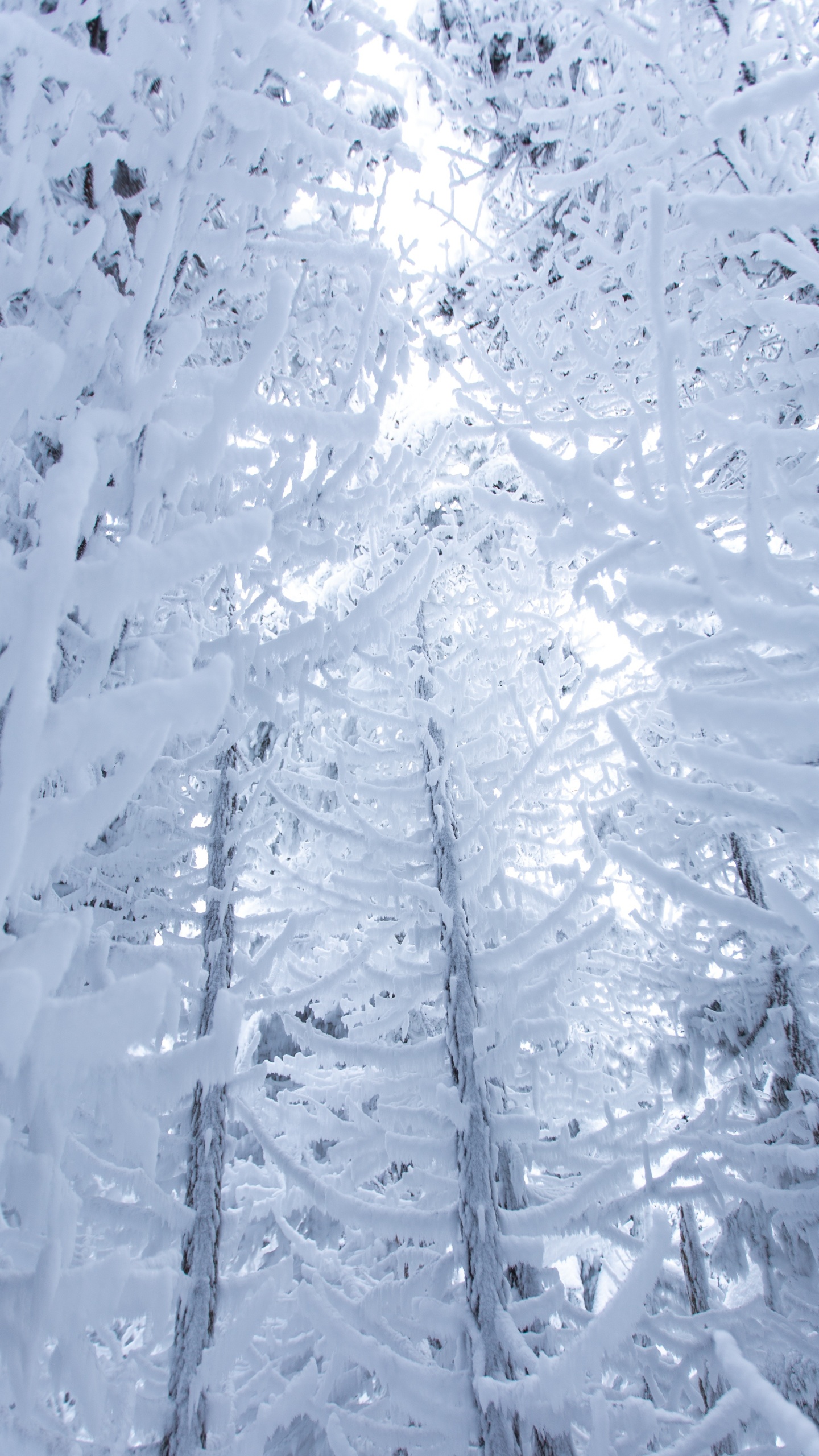 Обои снег, зима, замораживание, мороз, лед в разрешении 1440x2560