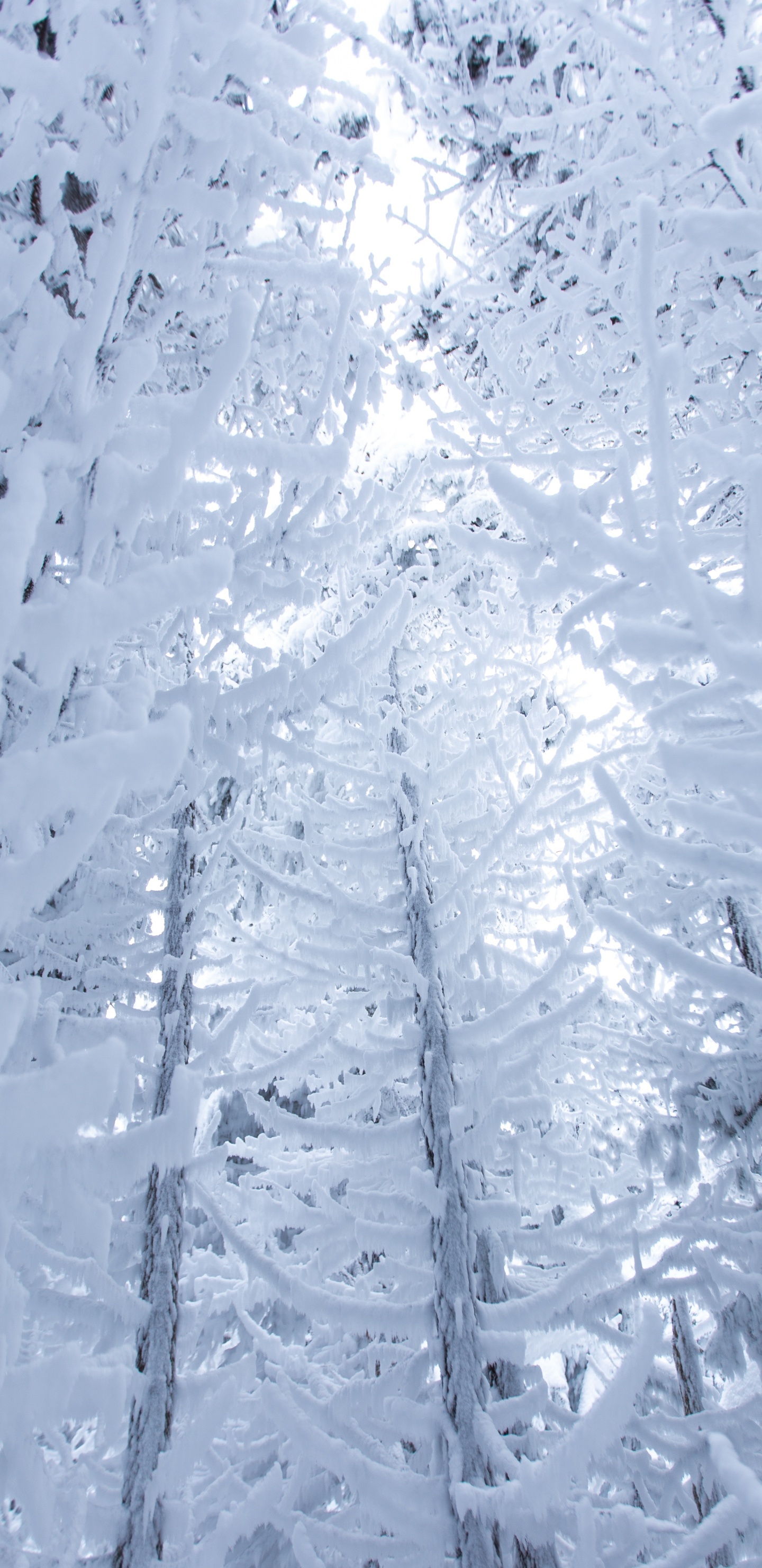 Обои снег, зима, замораживание, мороз, лед в разрешении 1440x2960