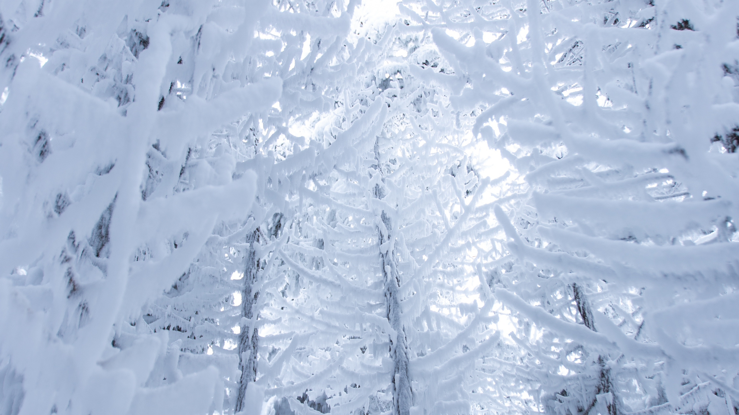 Обои снег, зима, замораживание, мороз, лед в разрешении 2560x1440