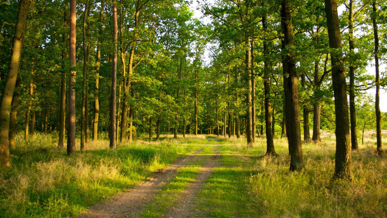 Обои лес, дерево, лесистая местность, природный заповедник, растительность в разрешении 1280x720