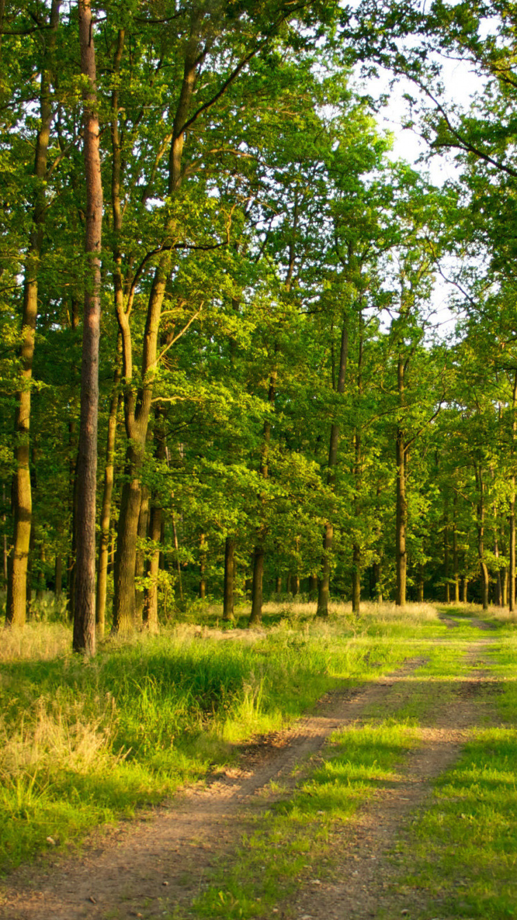 Обои лес, дерево, лесистая местность, природный заповедник, растительность в разрешении 750x1334