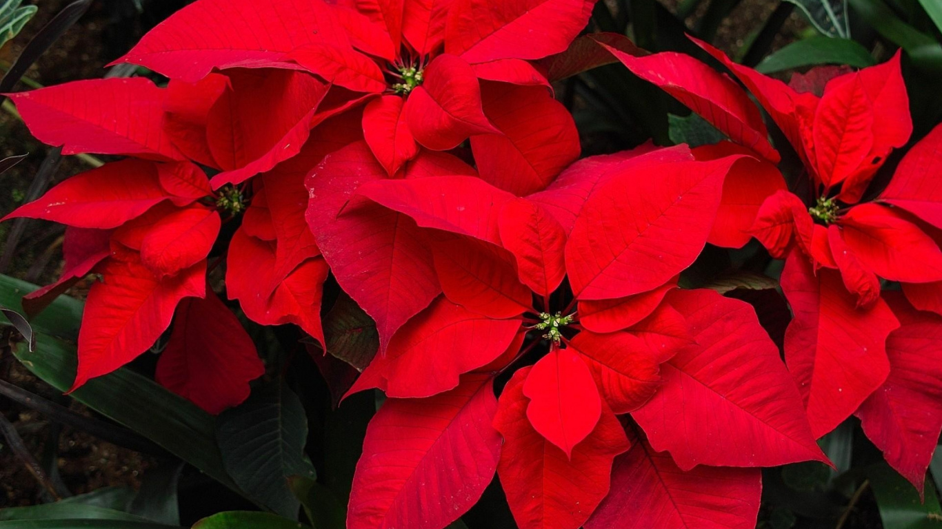Обои пуансеттия, лепесток, растение, однолетнее растение, растение однолетнее в разрешении 1366x768
