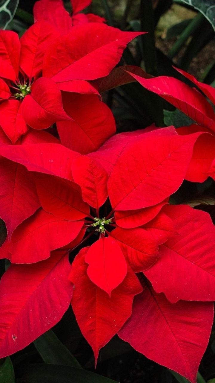 Обои пуансеттия, лепесток, растение, однолетнее растение, растение однолетнее в разрешении 720x1280