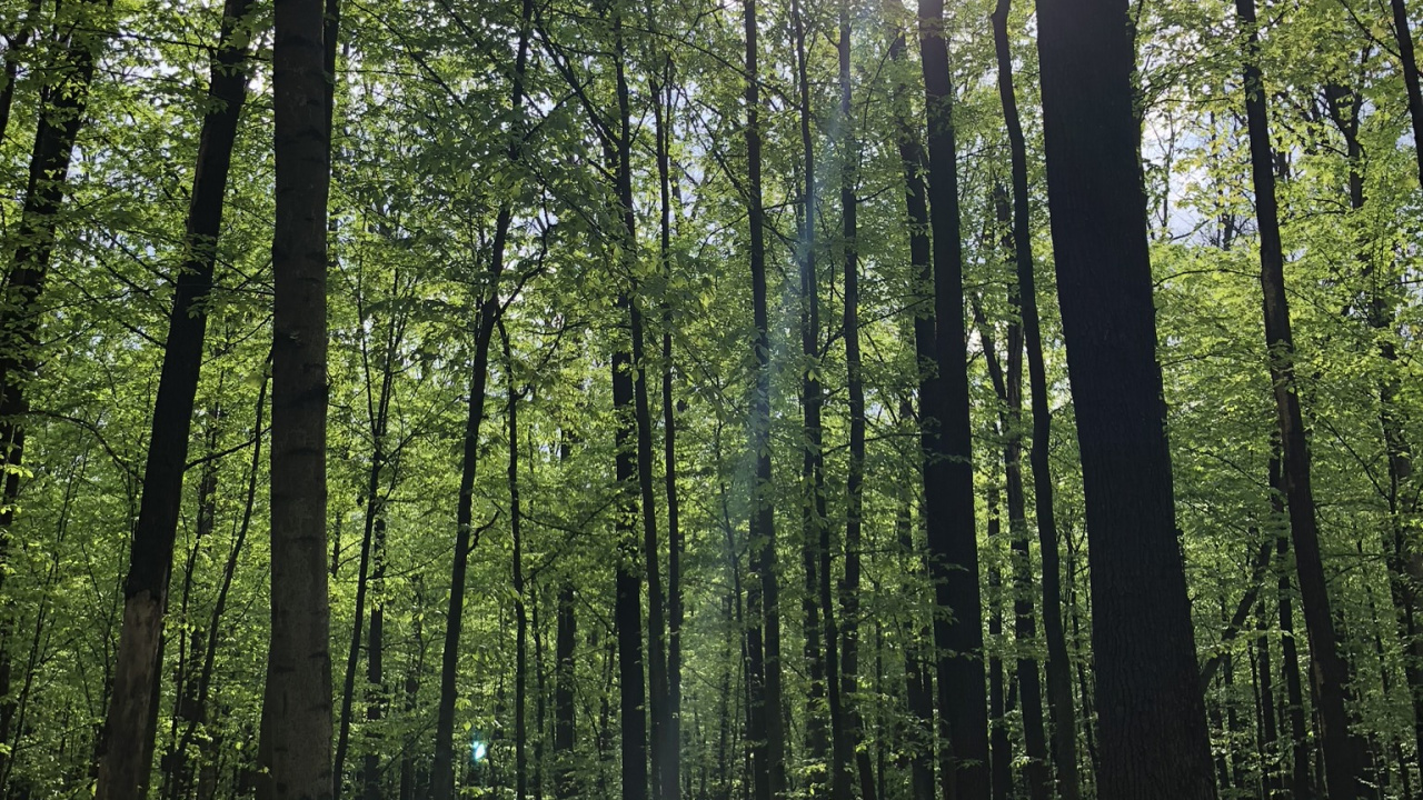 Обои лесистая местность, природа, растительность, окружающая среда, природный ландшафт в разрешении 1280x720