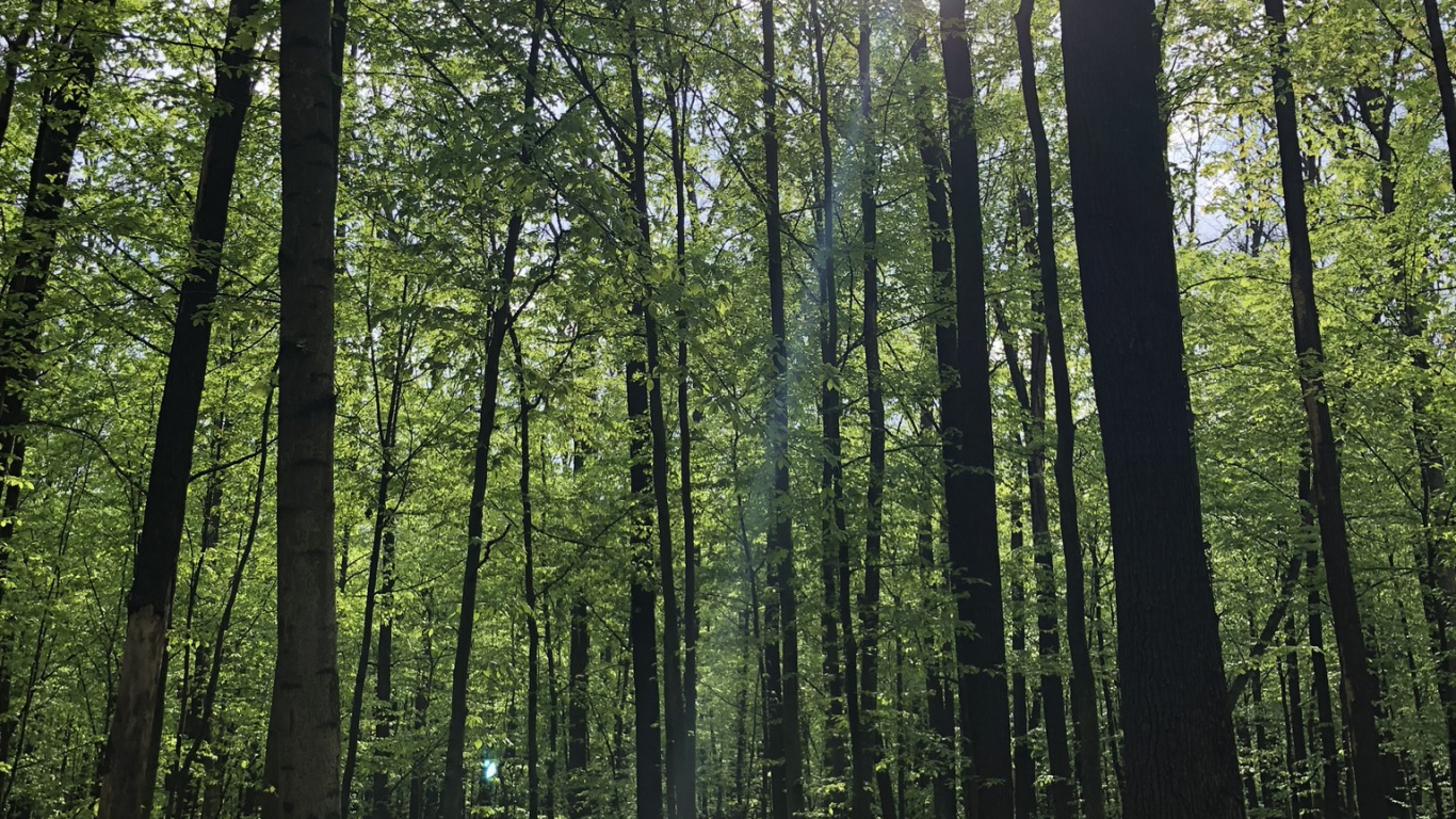 Обои лесистая местность, природа, растительность, окружающая среда, природный ландшафт в разрешении 1366x768