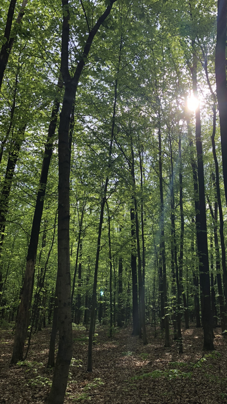 Обои лесистая местность, природа, растительность, окружающая среда, природный ландшафт в разрешении 750x1334