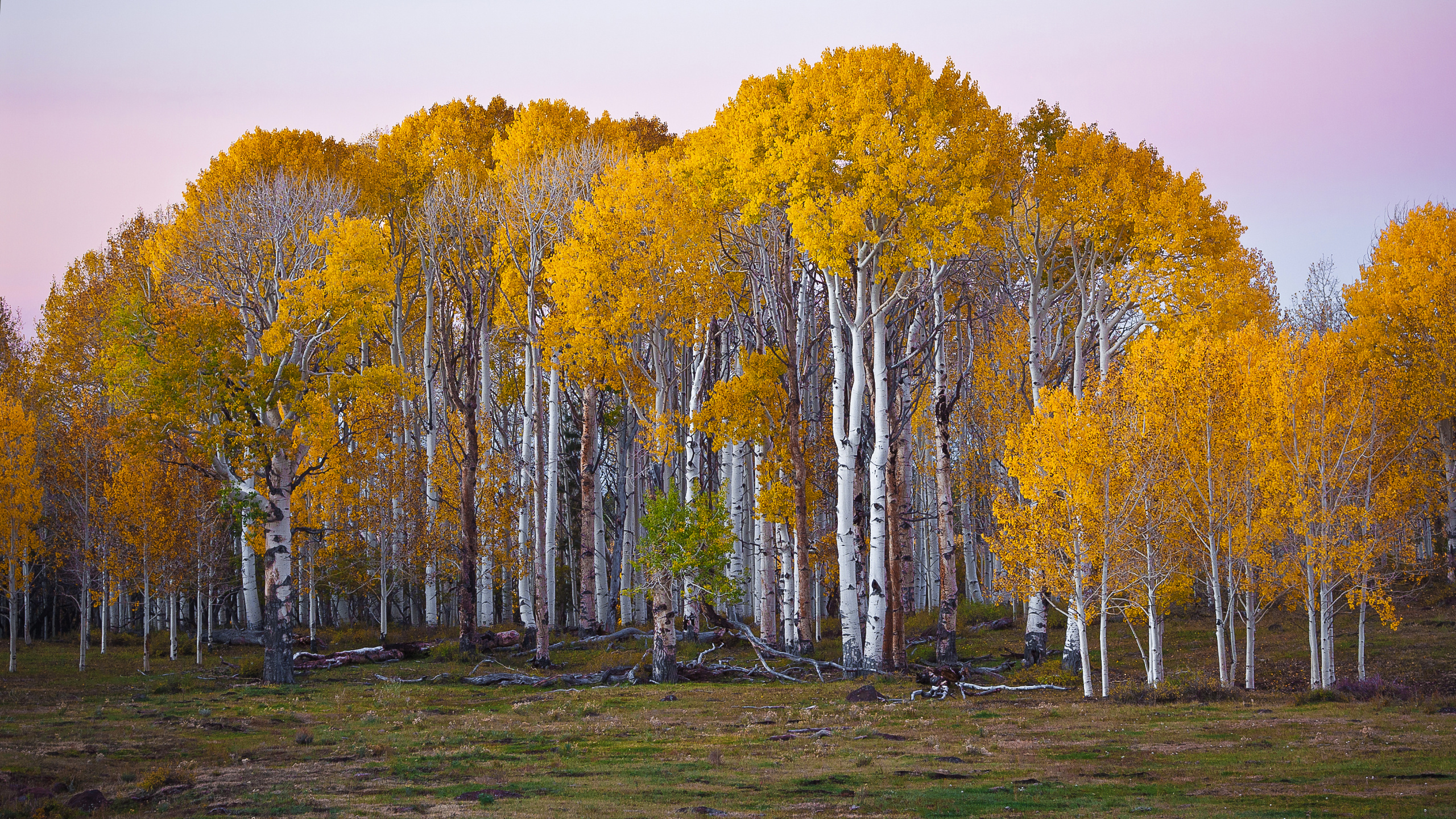 Обои береза, дерево, осина, лист, природа в разрешении 2560x1440