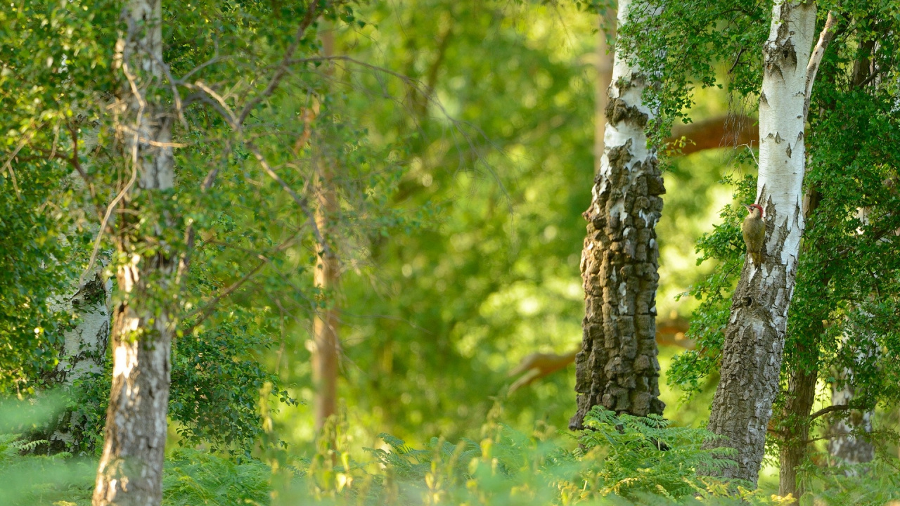 Обои береза, дерево, природа, лес, лесистая местность в разрешении 1280x720