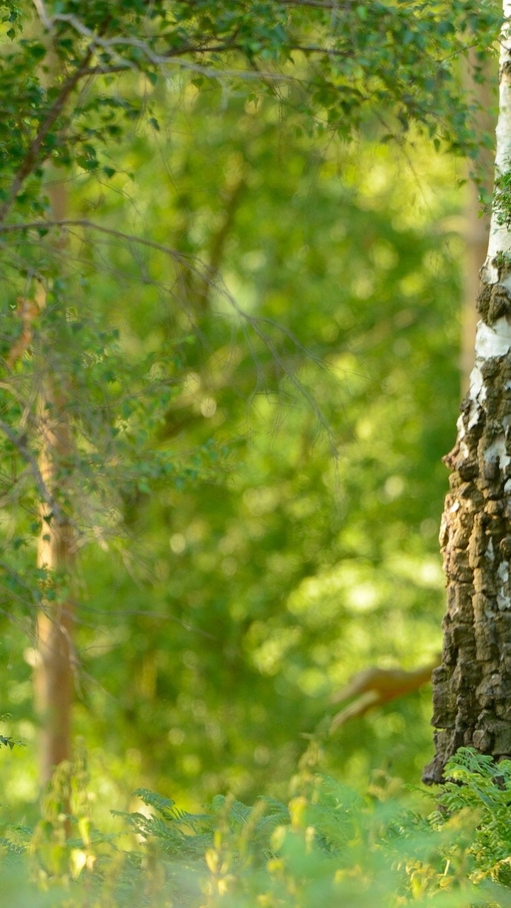 Обои береза, дерево, природа, лес, лесистая местность в разрешении 720x1280