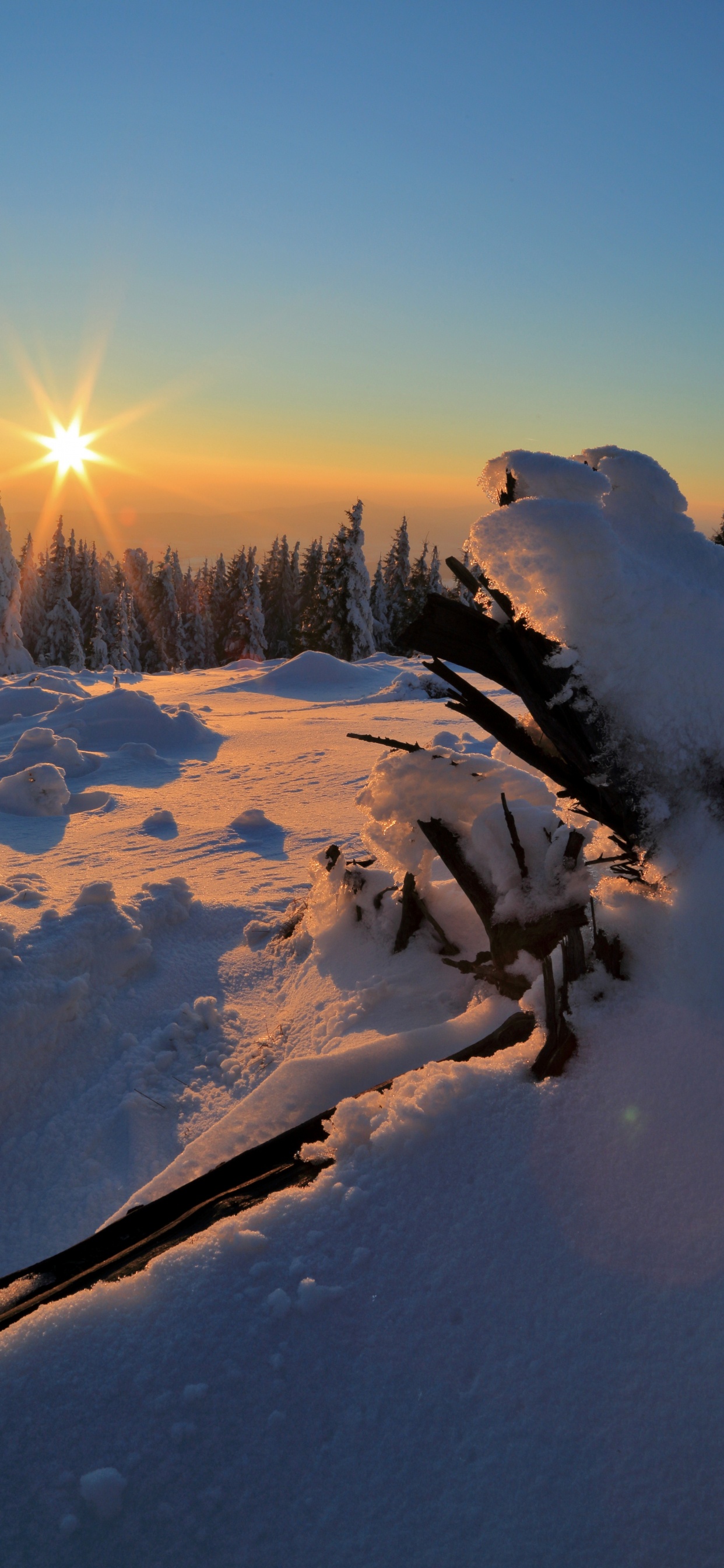 Обои облако, снег, экорегион, растение, склон в разрешении 1242x2688