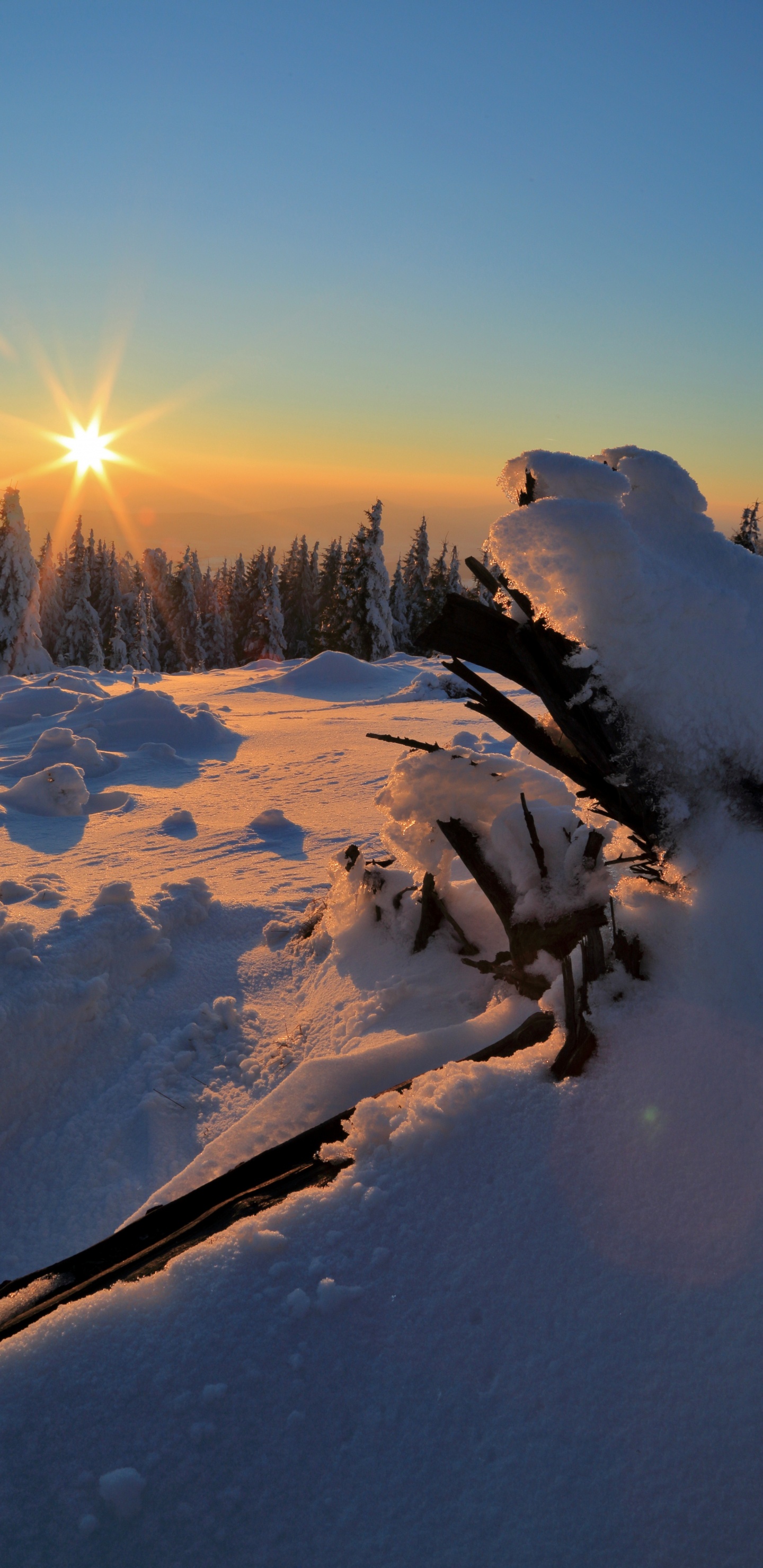 Обои облако, снег, экорегион, растение, склон в разрешении 1440x2960