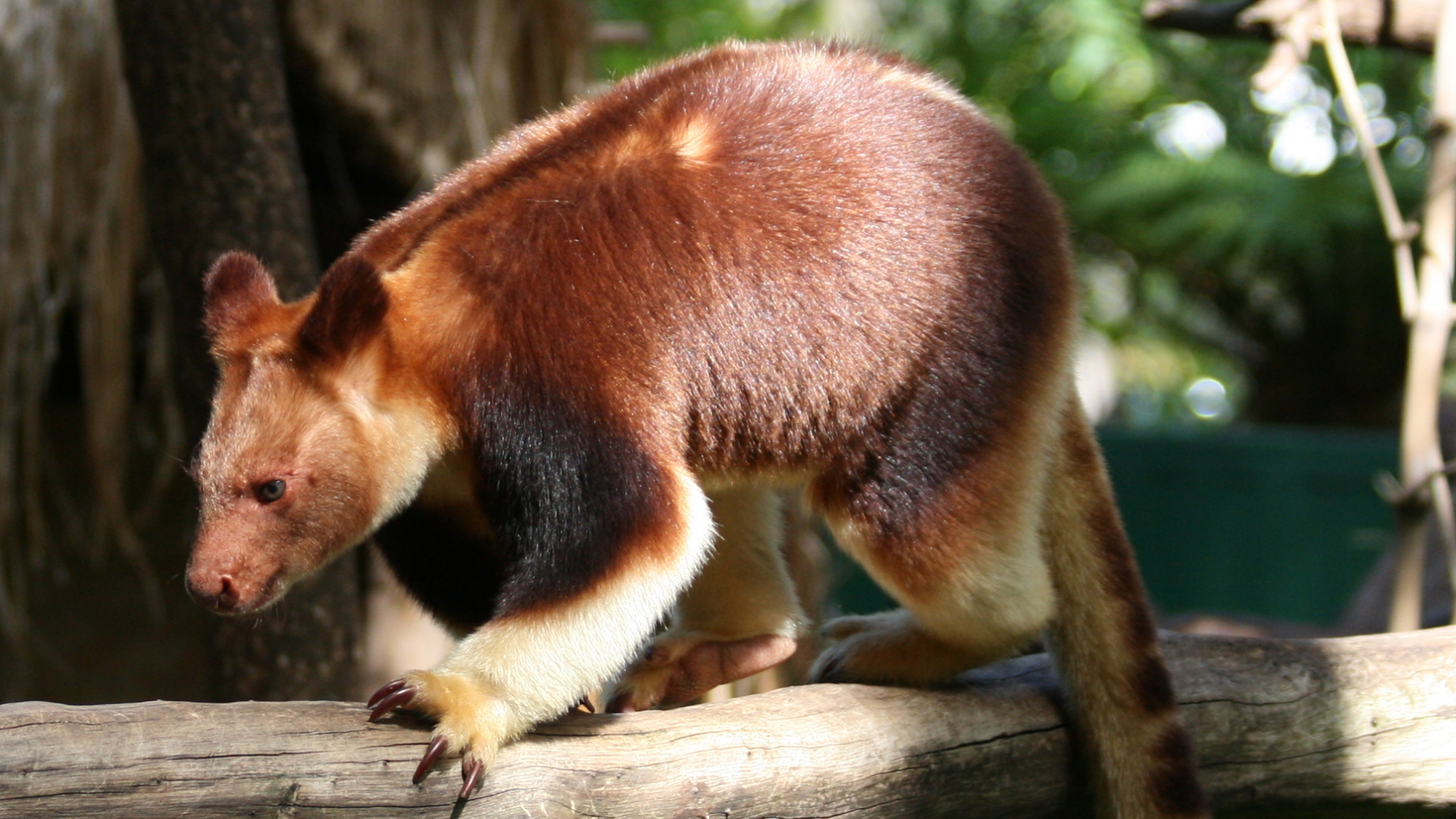Обои Wondiwoi дерево-кенгуру, Дерево-кенгуру goodfellowsбыл, наземные животные, сумчатое животное, живая природа в разрешении 1920x1080