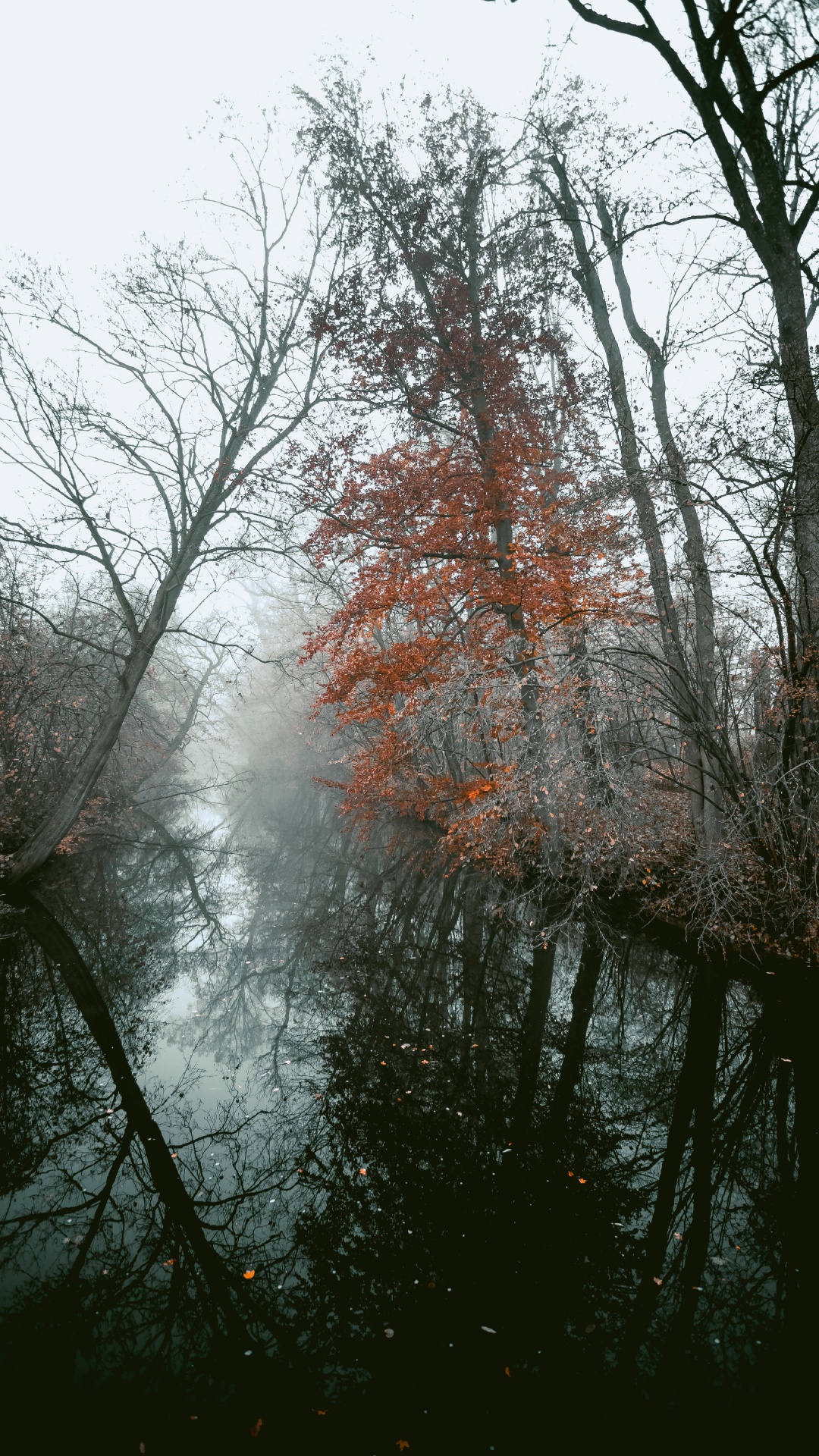 Обои древесные растения, ветвь, дерево, природа, природный ландшафт в разрешении 1080x1920