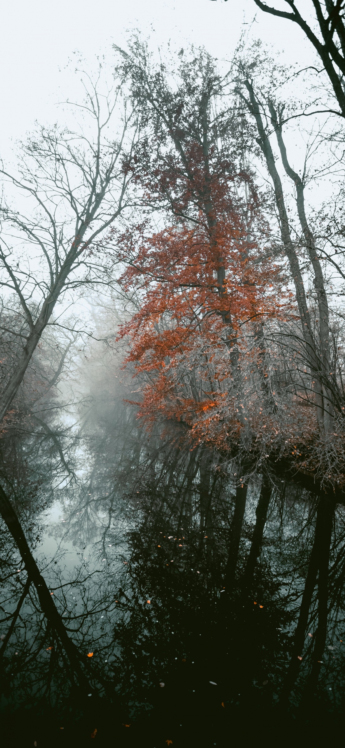 Обои древесные растения, ветвь, дерево, природа, природный ландшафт в разрешении 1125x2436