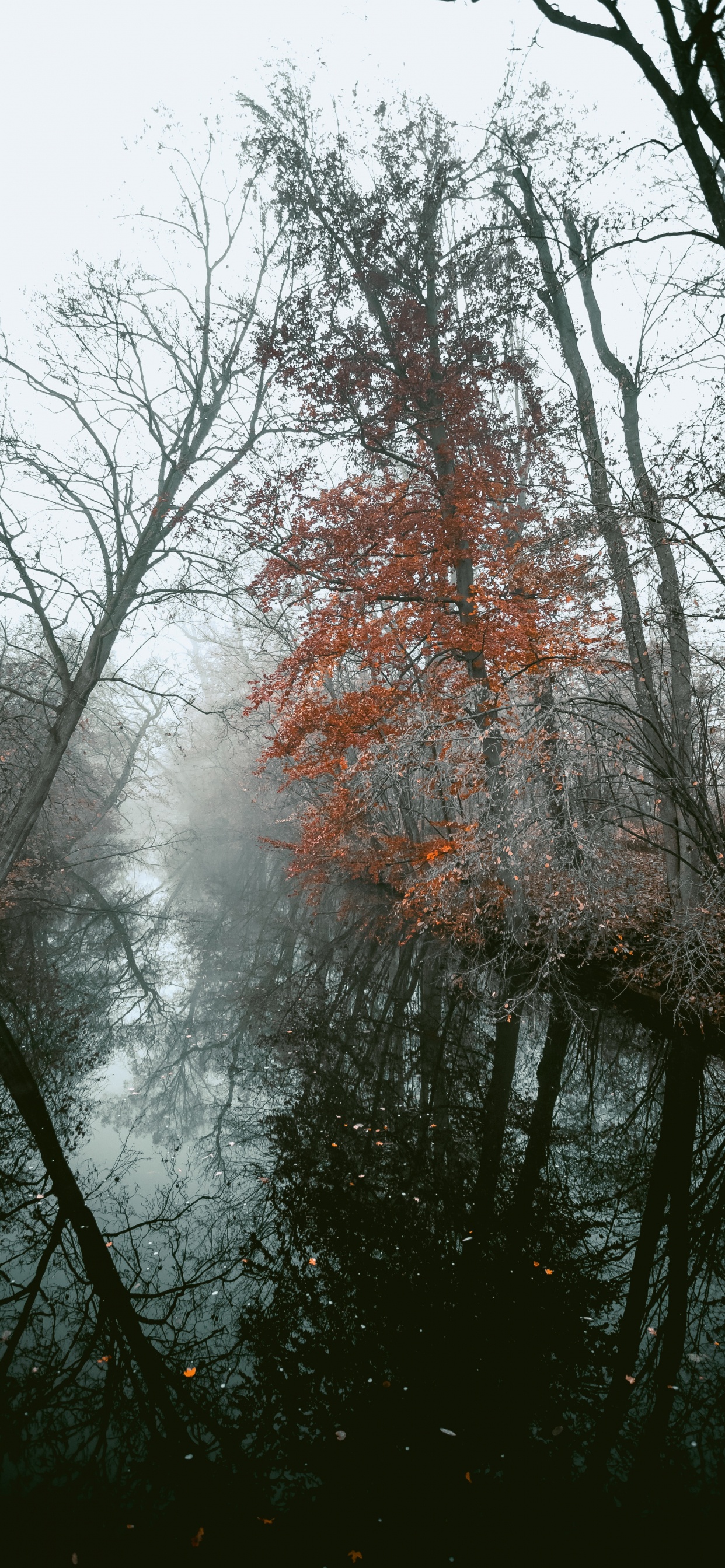 Обои древесные растения, ветвь, дерево, природа, природный ландшафт в разрешении 1242x2688