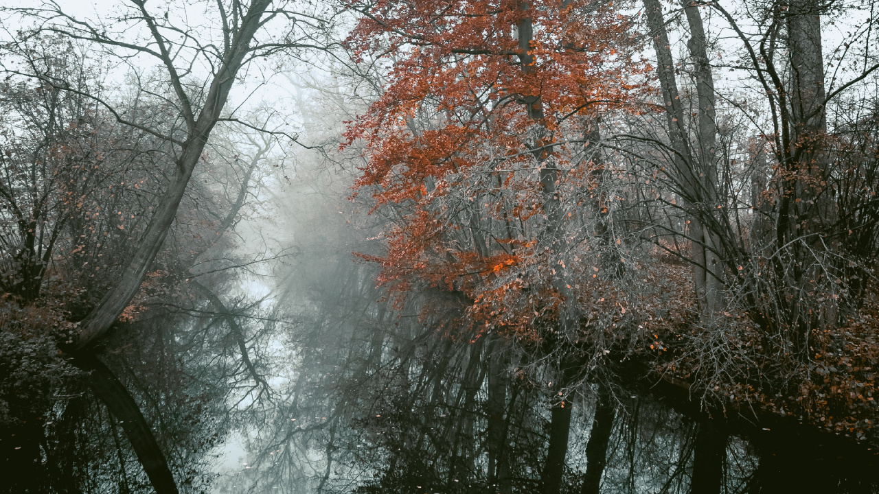 Обои древесные растения, ветвь, дерево, природа, природный ландшафт в разрешении 1280x720