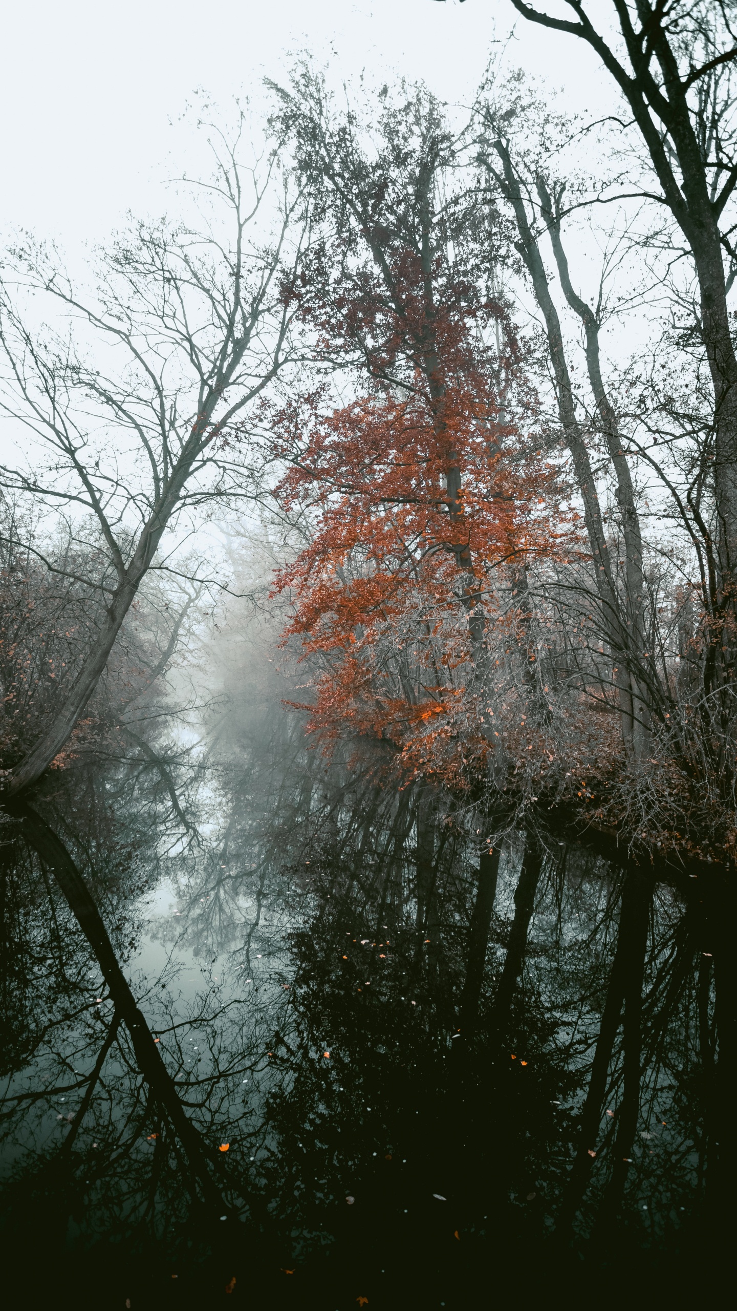 Обои древесные растения, ветвь, дерево, природа, природный ландшафт в разрешении 1440x2560