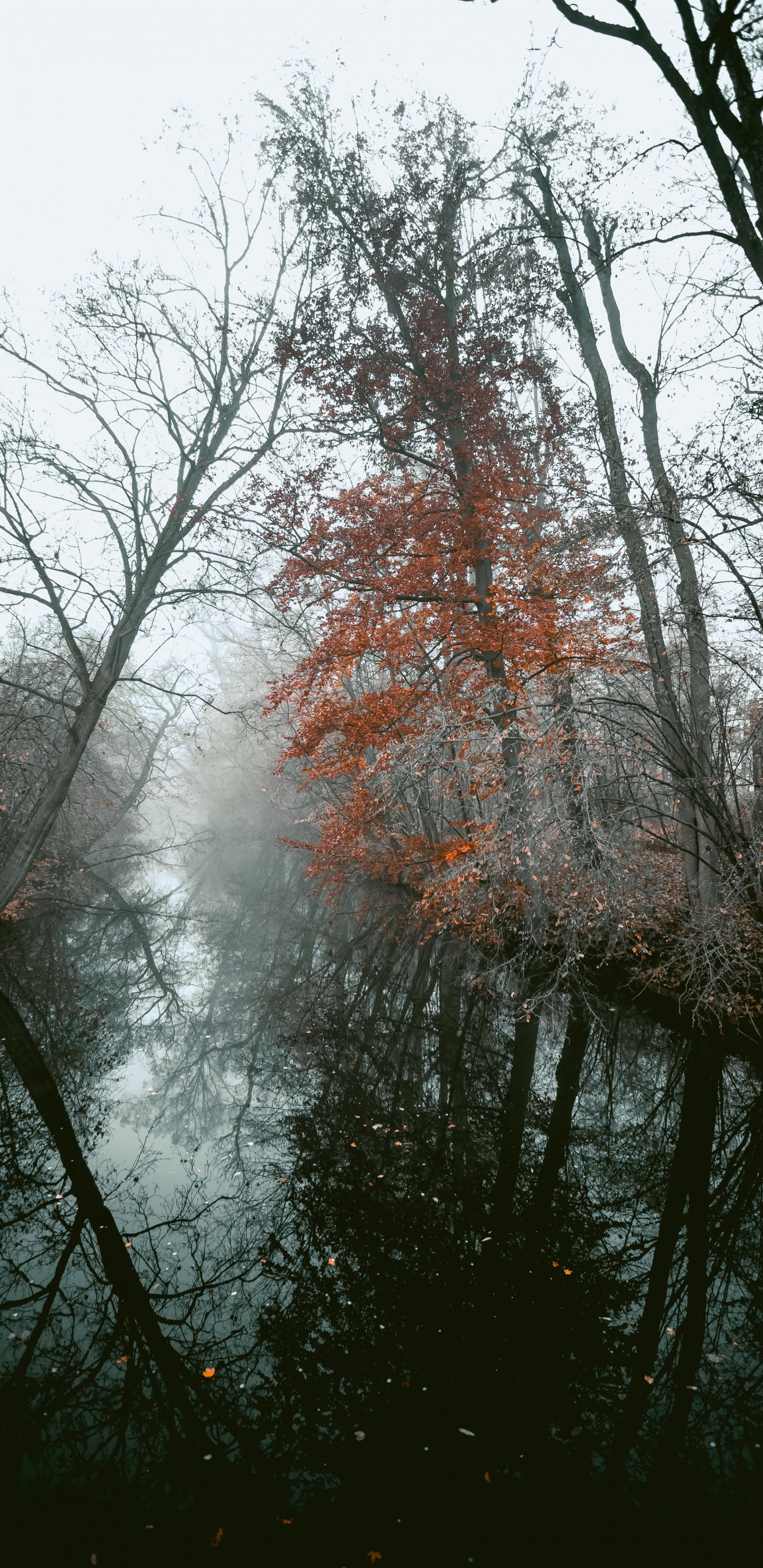 Обои древесные растения, ветвь, дерево, природа, природный ландшафт в разрешении 1440x2960