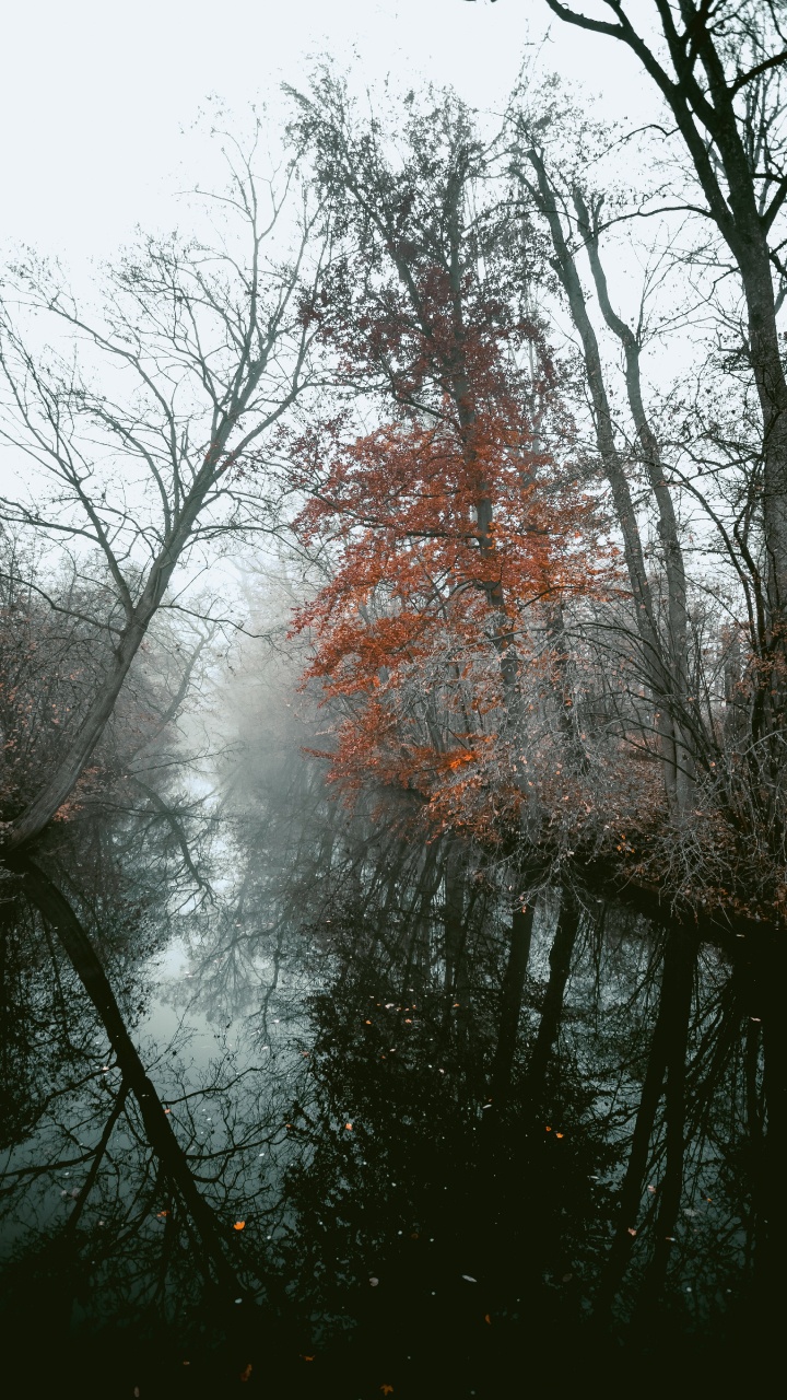 Обои древесные растения, ветвь, дерево, природа, природный ландшафт в разрешении 720x1280