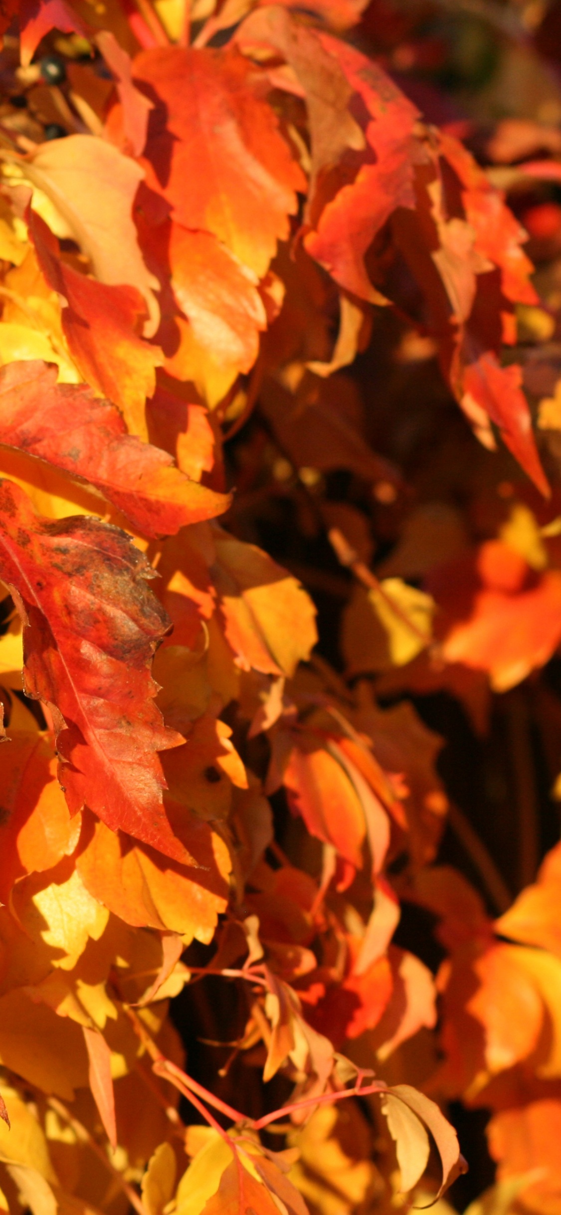 Обои осень, Канон EOS 400D, пушка, коричневый цвет, природа в разрешении 1125x2436