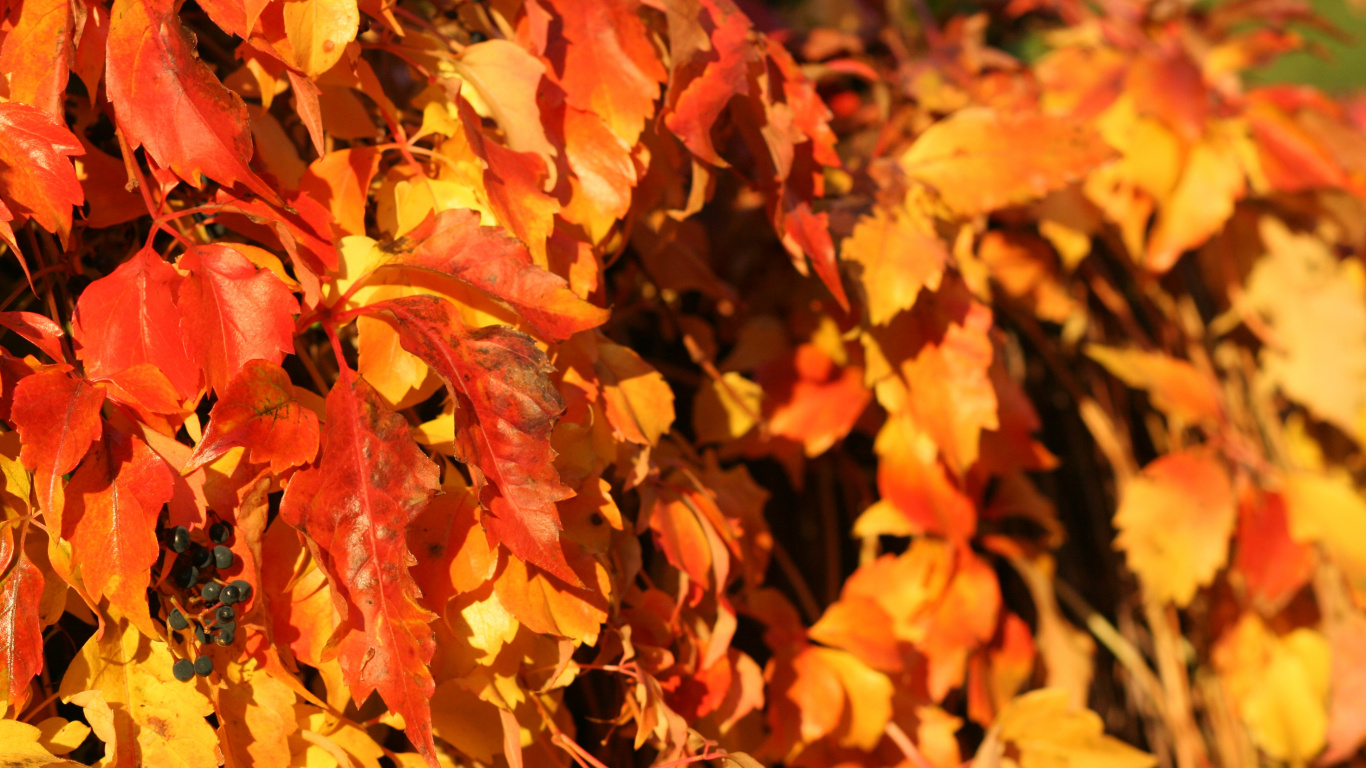 Обои осень, Канон EOS 400D, пушка, коричневый цвет, природа в разрешении 1366x768