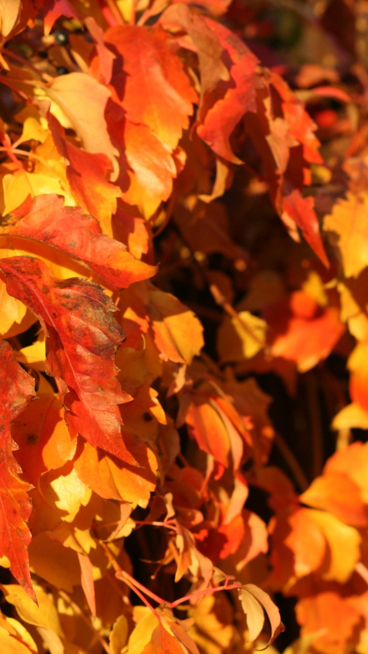 Обои осень, Канон EOS 400D, пушка, коричневый цвет, природа в разрешении 720x1280