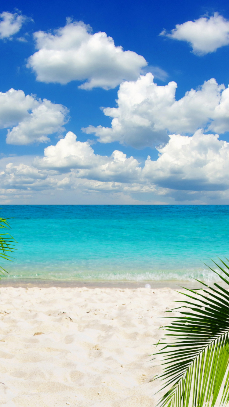 Обои пляж декорации, пляж, море, тропическая зона, растительность в разрешении 750x1334