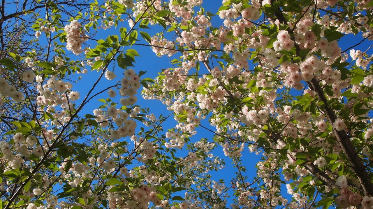 Обои ветвь, расцвет, прут, весна, дерево в разрешении 1280x720