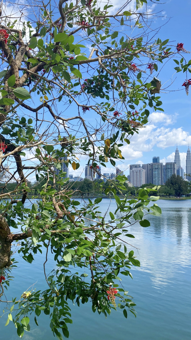 Обои вода, лист, рассада, наука, биология в разрешении 750x1334