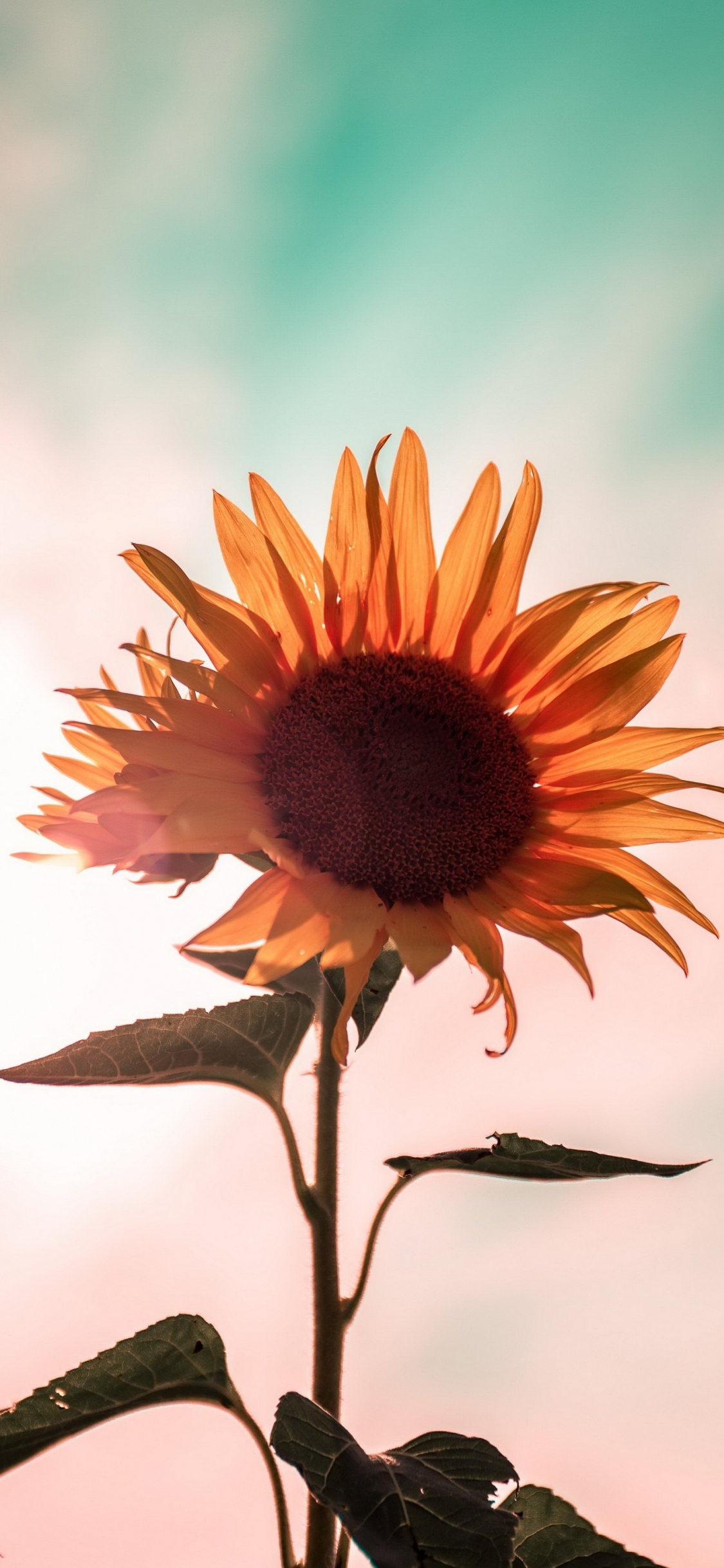 Обои цветок, растение, ботаники, лепесток, жидкий в разрешении 1125x2436