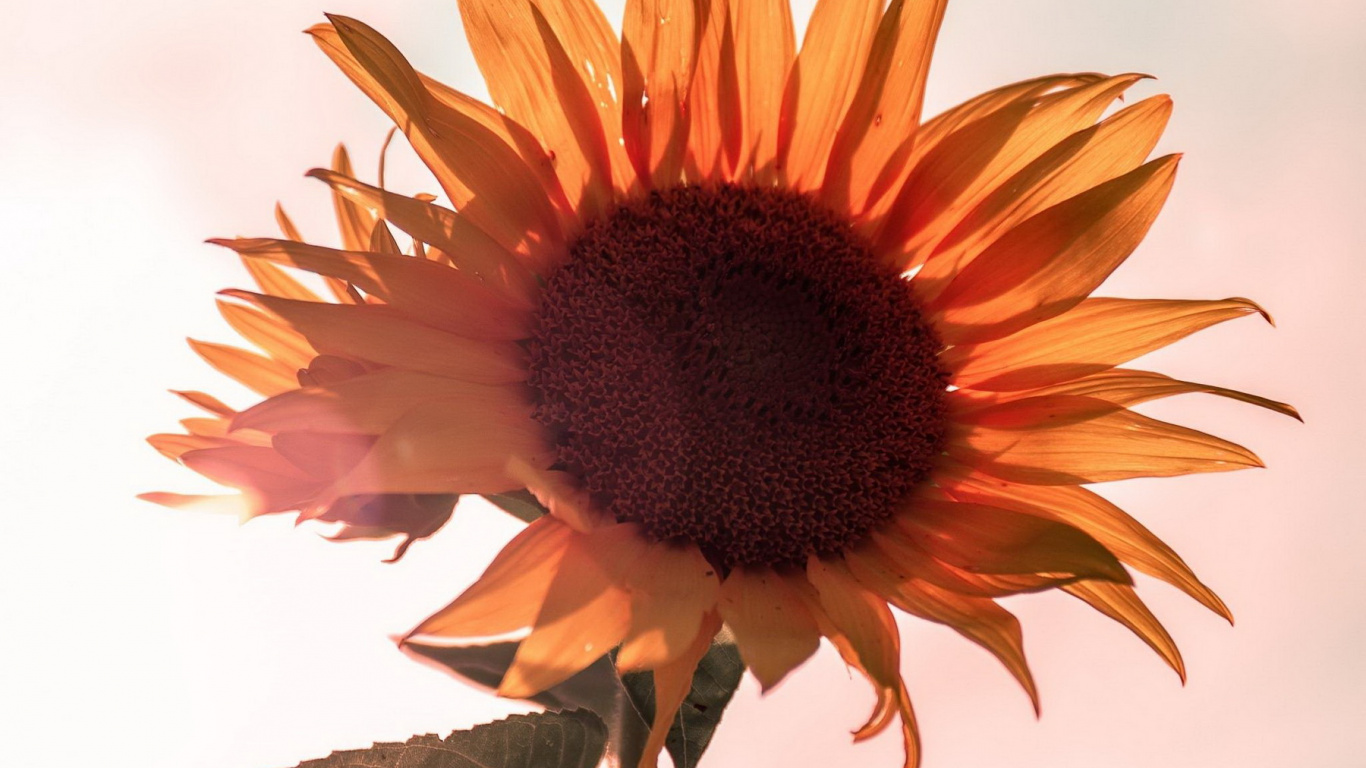 Обои цветок, растение, ботаники, лепесток, жидкий в разрешении 1366x768