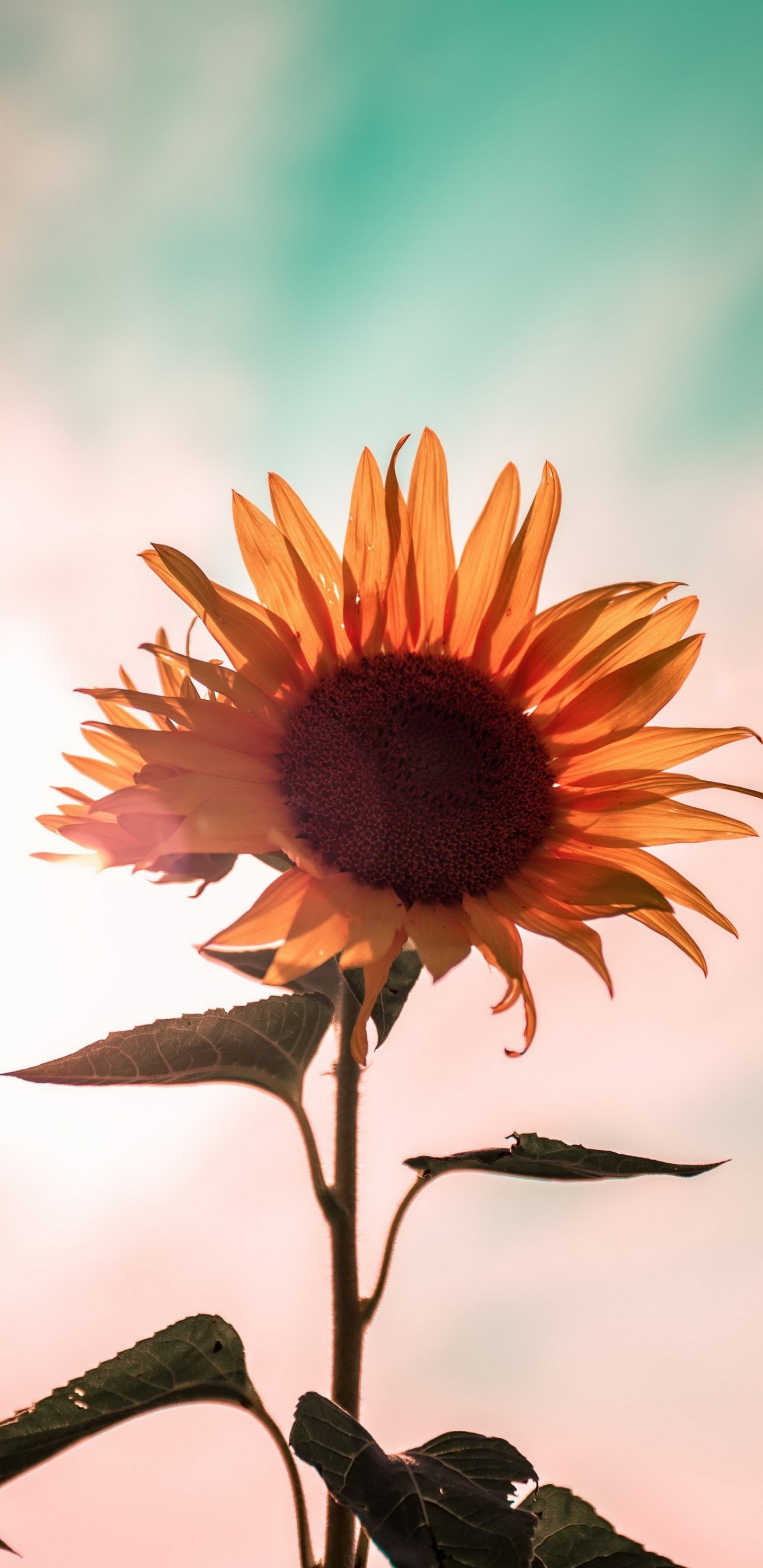 Обои цветок, растение, ботаники, лепесток, жидкий в разрешении 1440x2960