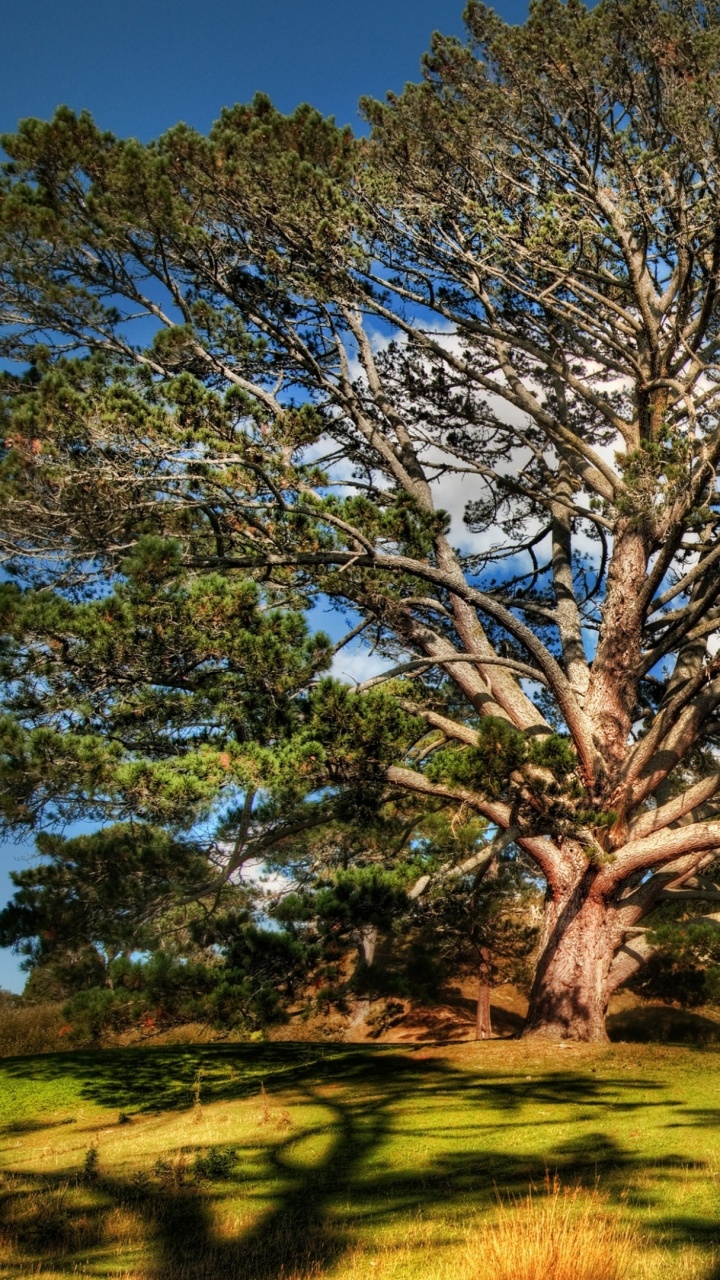 Обои дерево, природа, древесные растения, растительность, растение в разрешении 720x1280