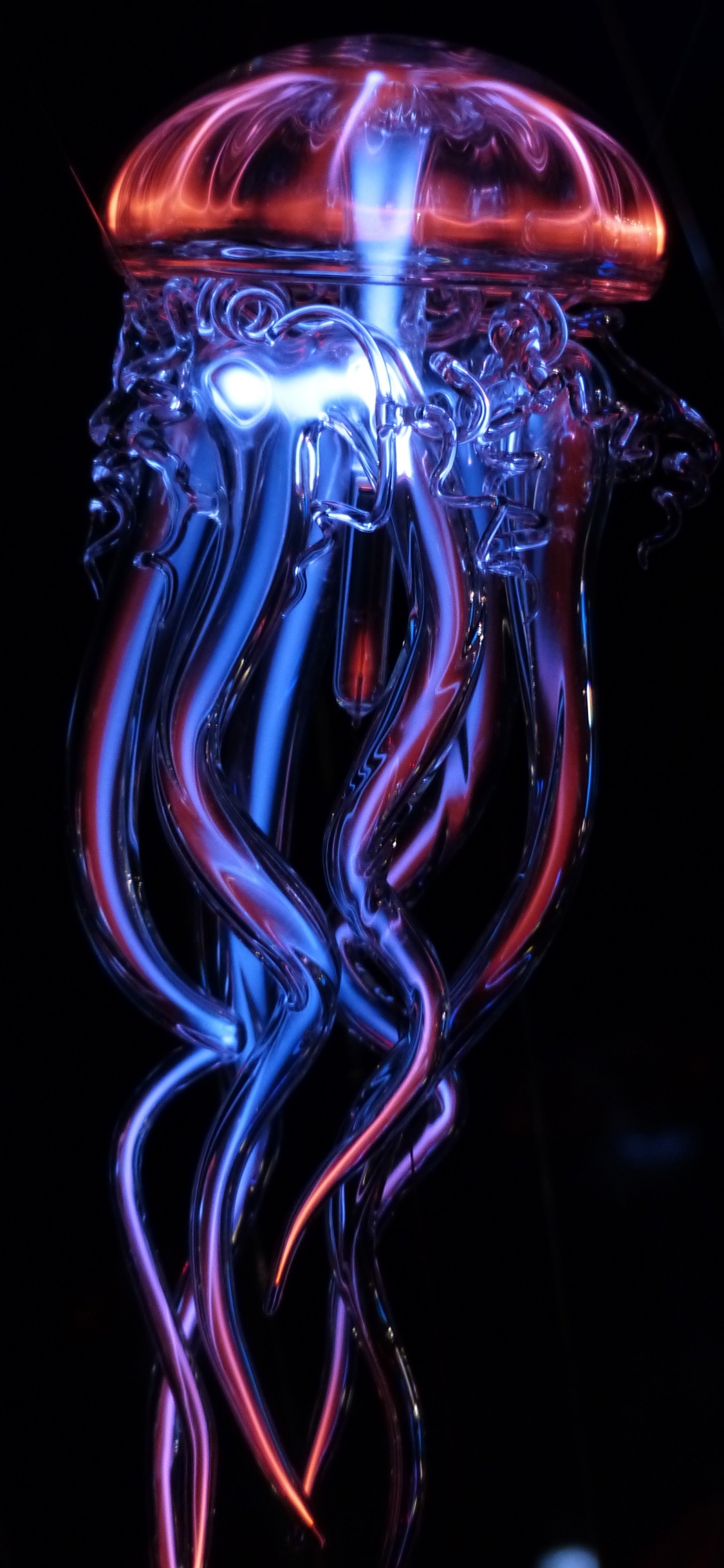 Обои свет, вода, cnidaria, Медуза, стекло в разрешении 1125x2436