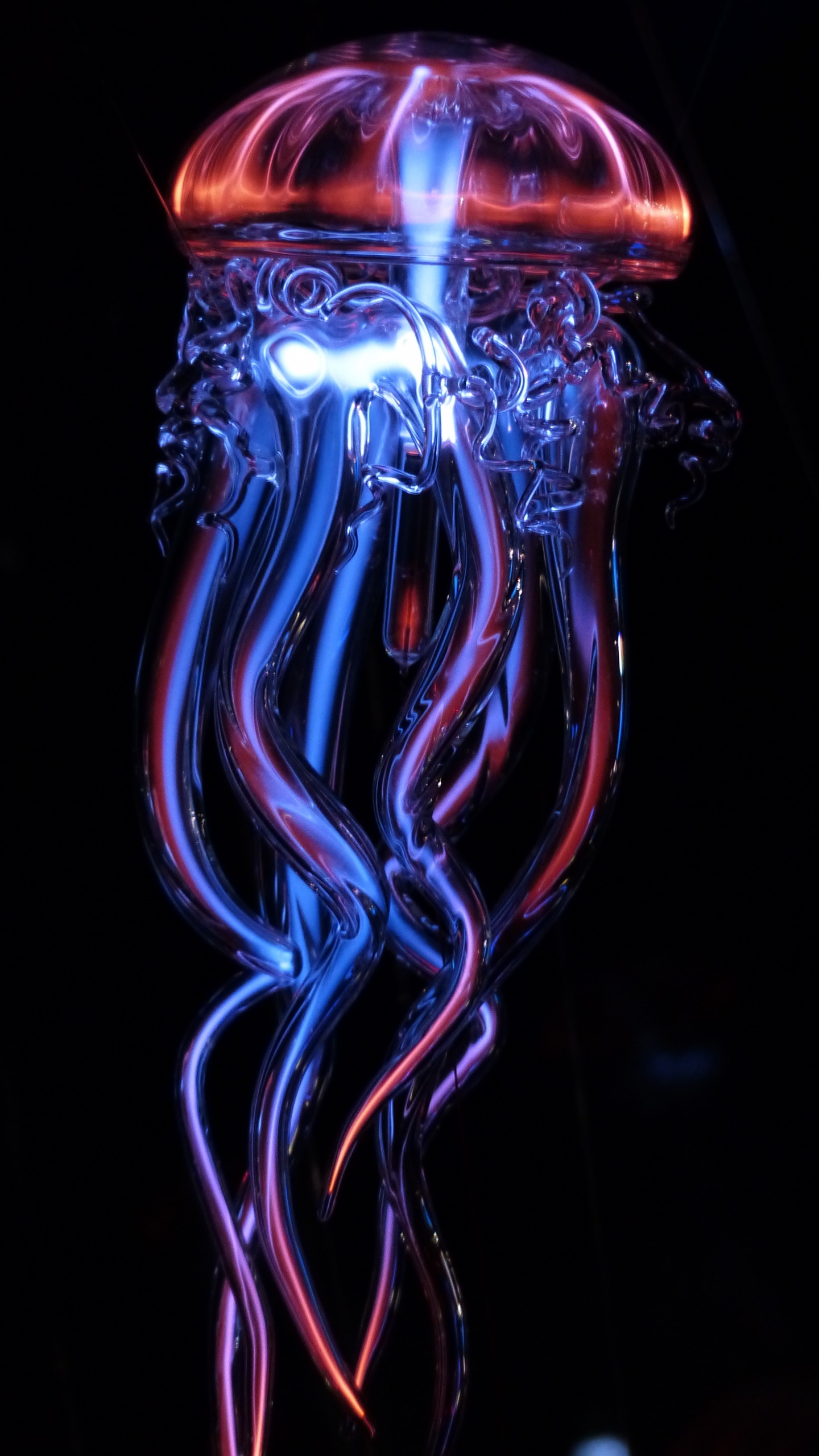 Обои свет, вода, cnidaria, Медуза, стекло в разрешении 1440x2560