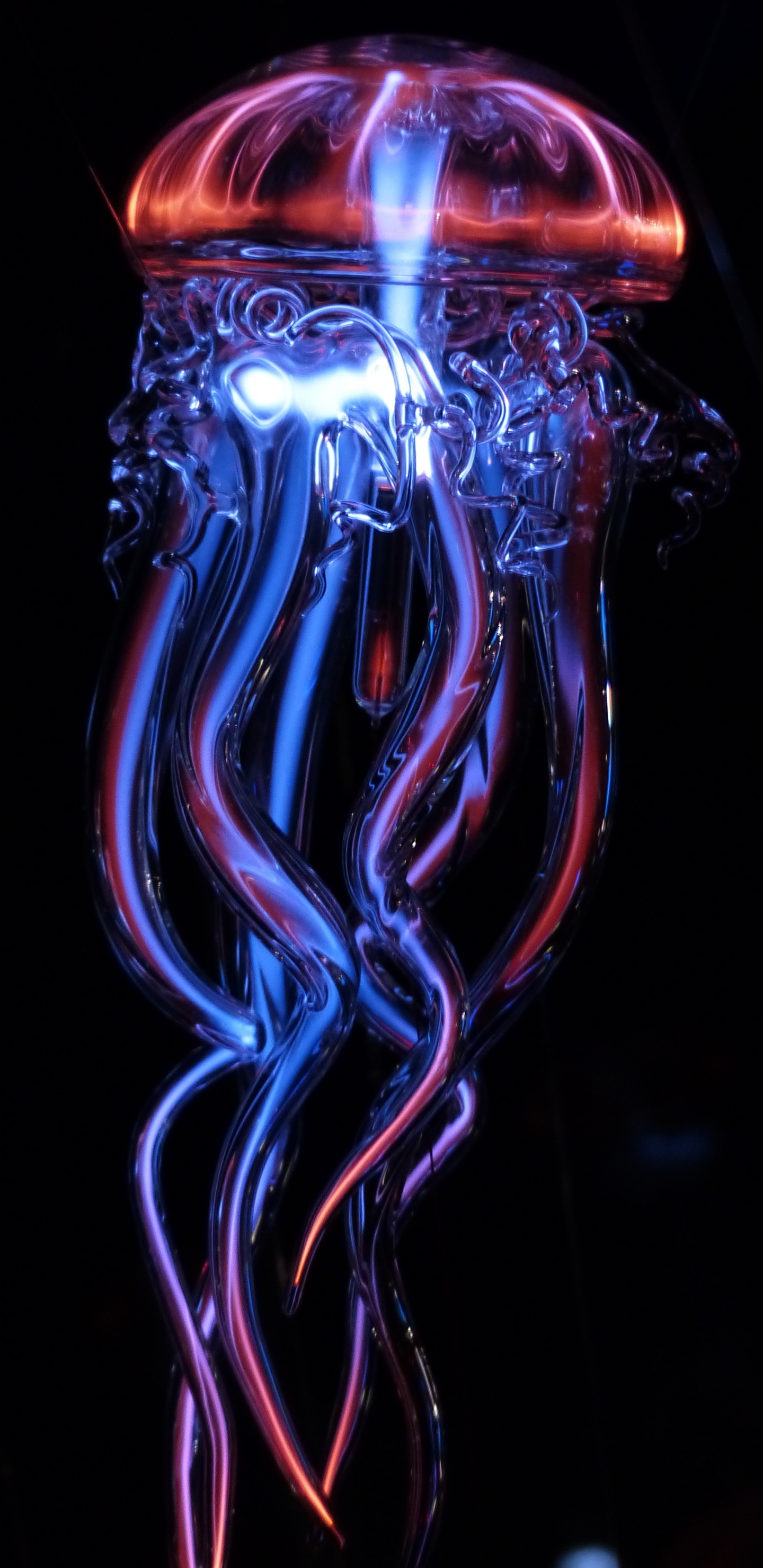 Обои свет, вода, cnidaria, Медуза, стекло в разрешении 1440x2960