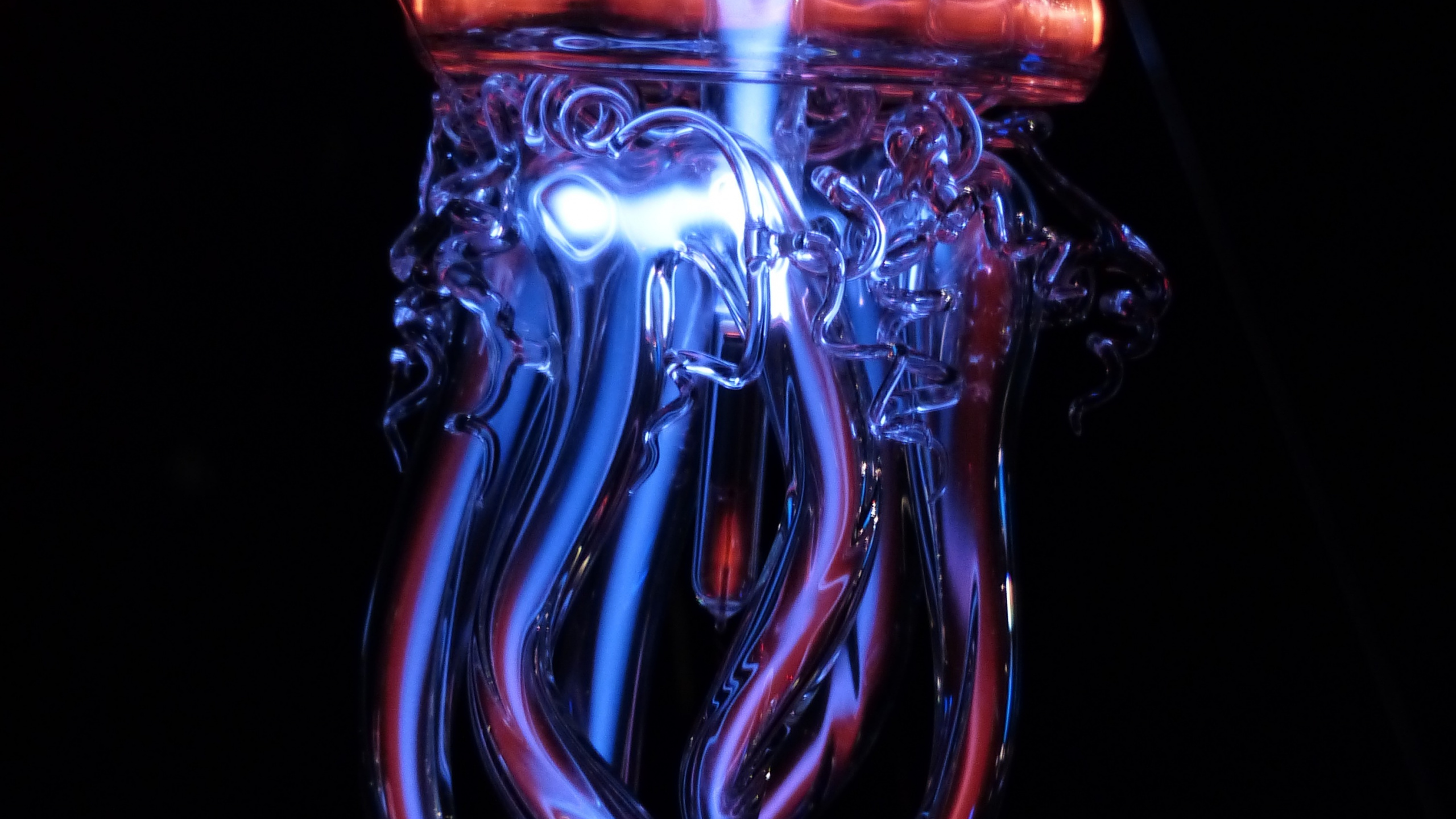 Обои свет, вода, cnidaria, Медуза, стекло в разрешении 2560x1440