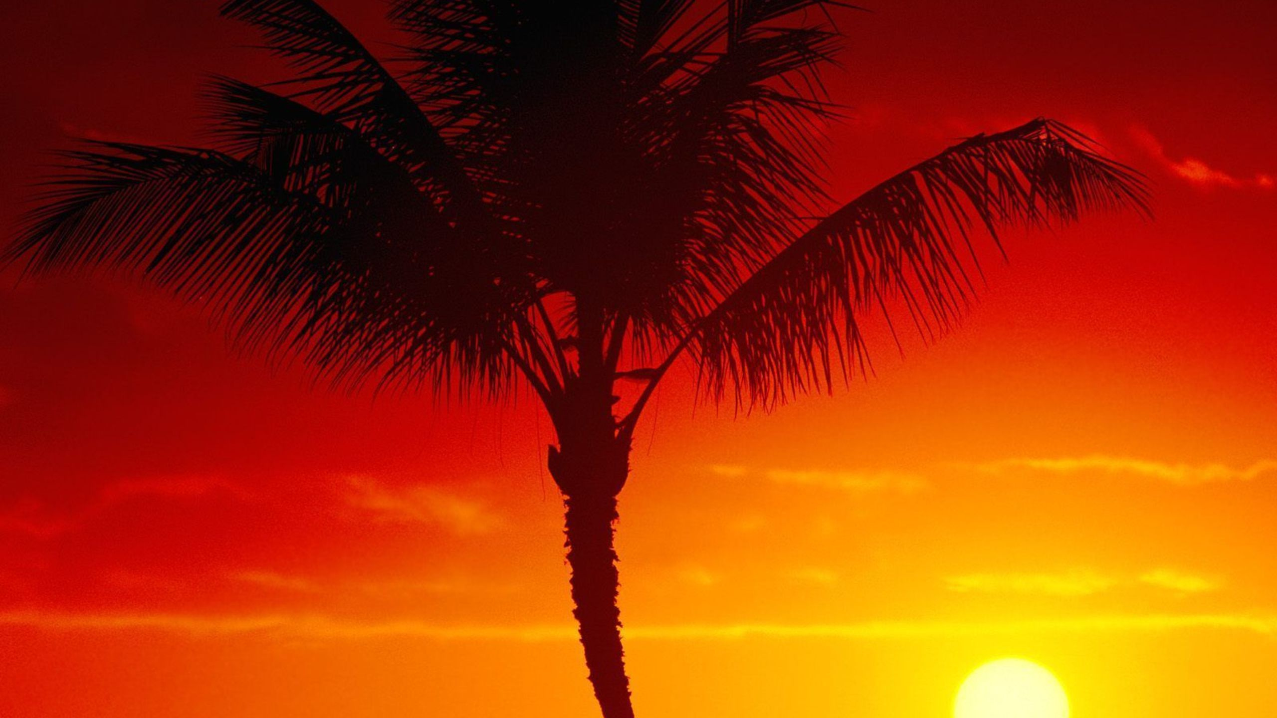 Обои дерево, Пальма, послесвечение, закат, тепло в разрешении 2560x1440