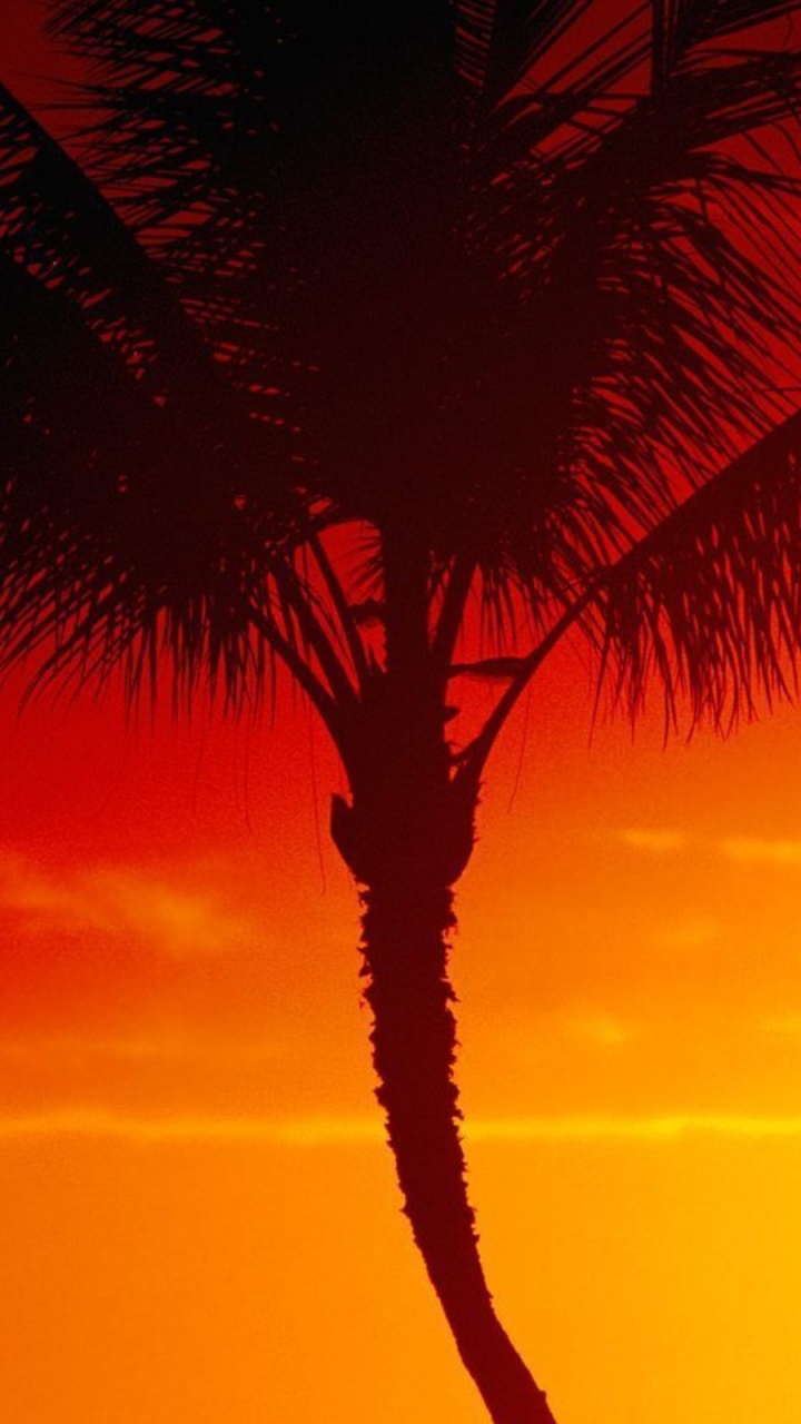 Обои дерево, Пальма, послесвечение, закат, тепло в разрешении 720x1280
