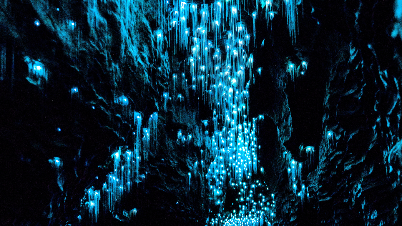 Обои Вайтомо пещеры светлячков, пещеры вайтомо, пещера Руакури, светлячок, светляк в разрешении 1366x768