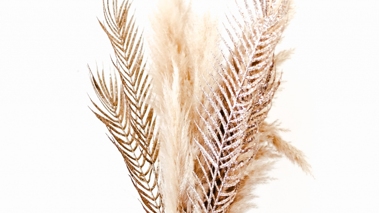 Обои птичье перо, семейство травы, ручка, написание реализации, модный аксессуар в разрешении 1280x720